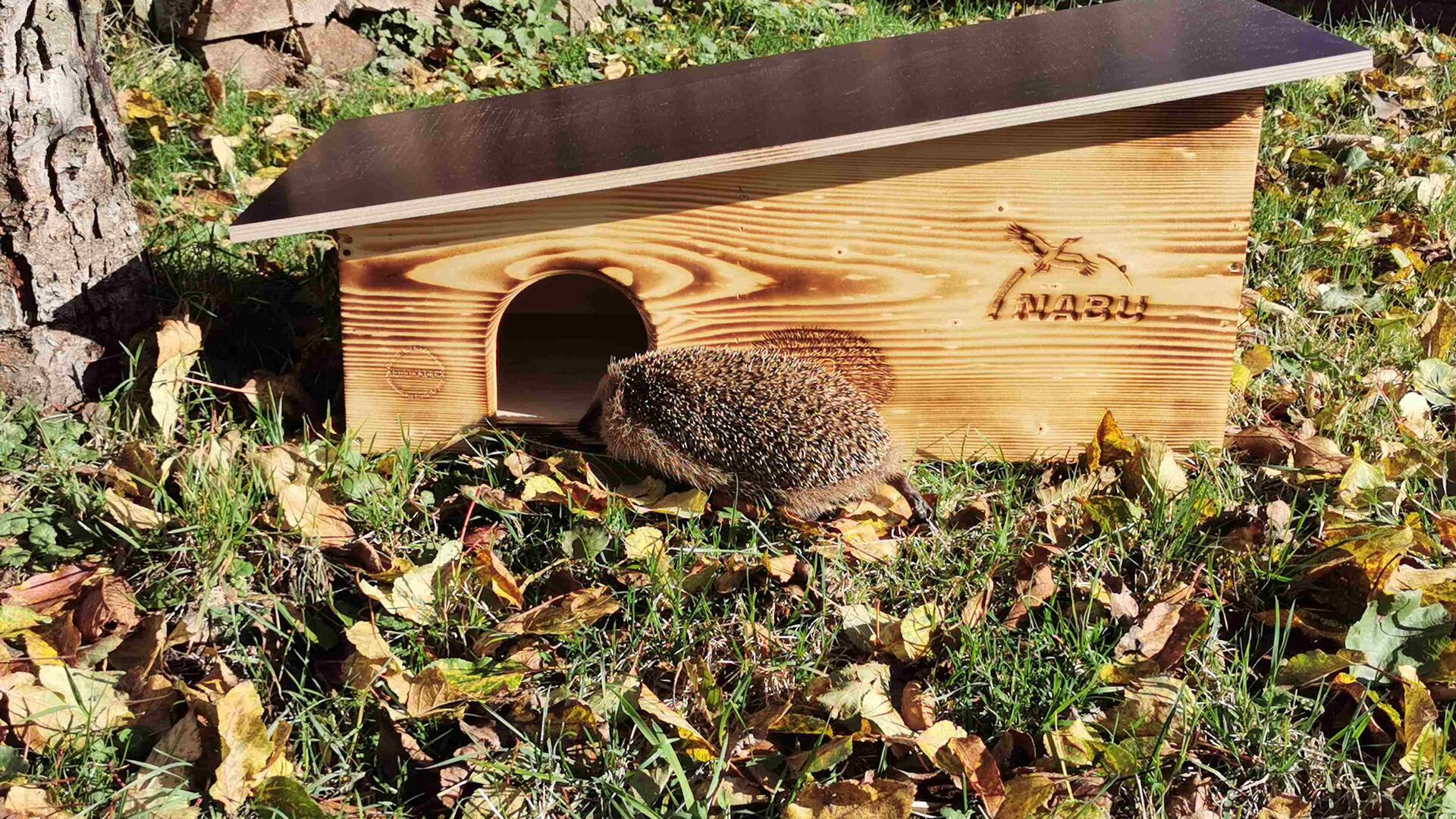 Der Igel kämpft ums Überleben: Mit naturnahen Gärten, Igelburgen und offenen Zäunen kann jeder zum Schutz des Stachelritters beitragen.