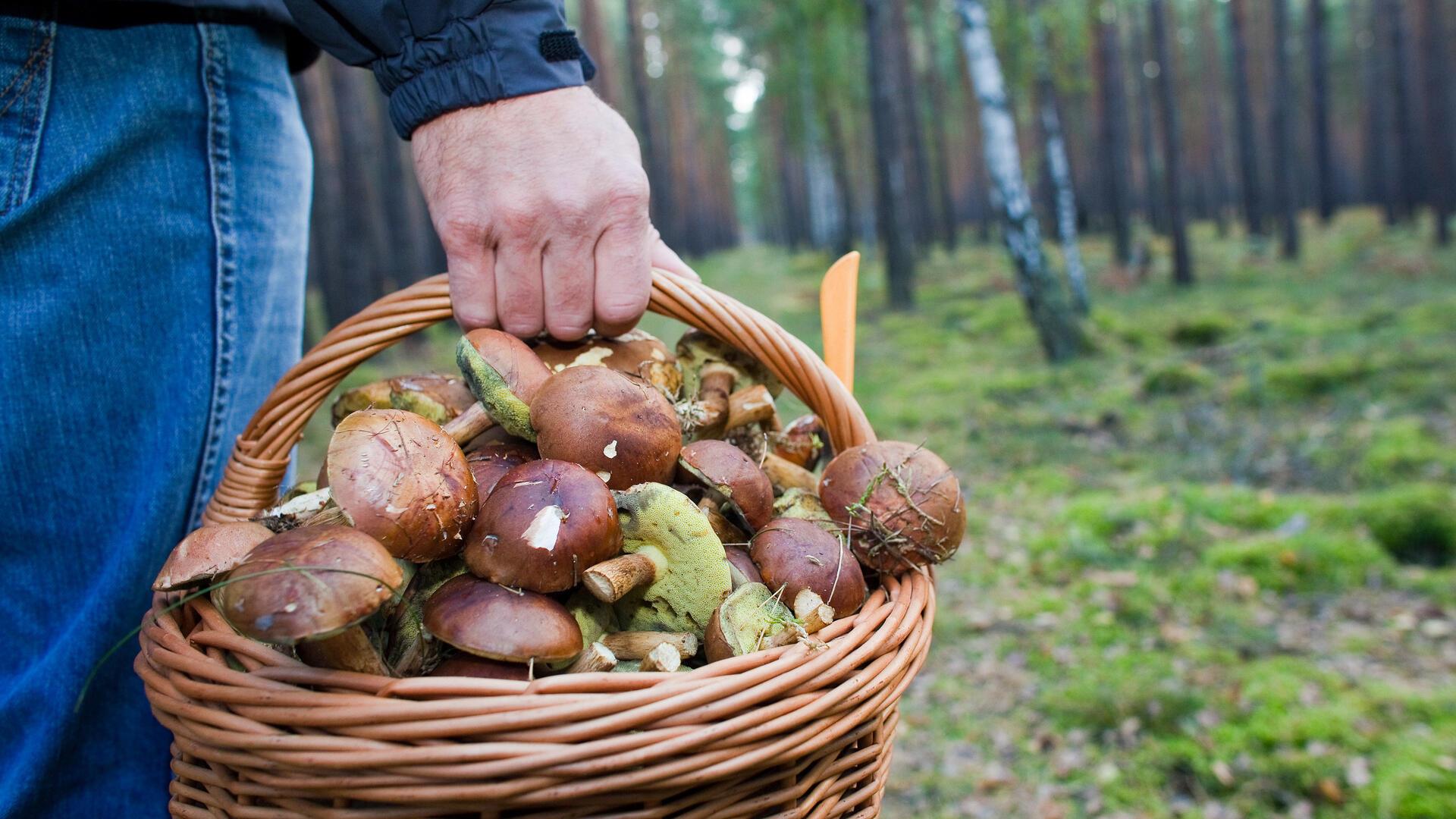 Der NABU-Kreisverband Bremervörde-Zeven bietet am 19. Oktober eine Pilzwanderung an. 