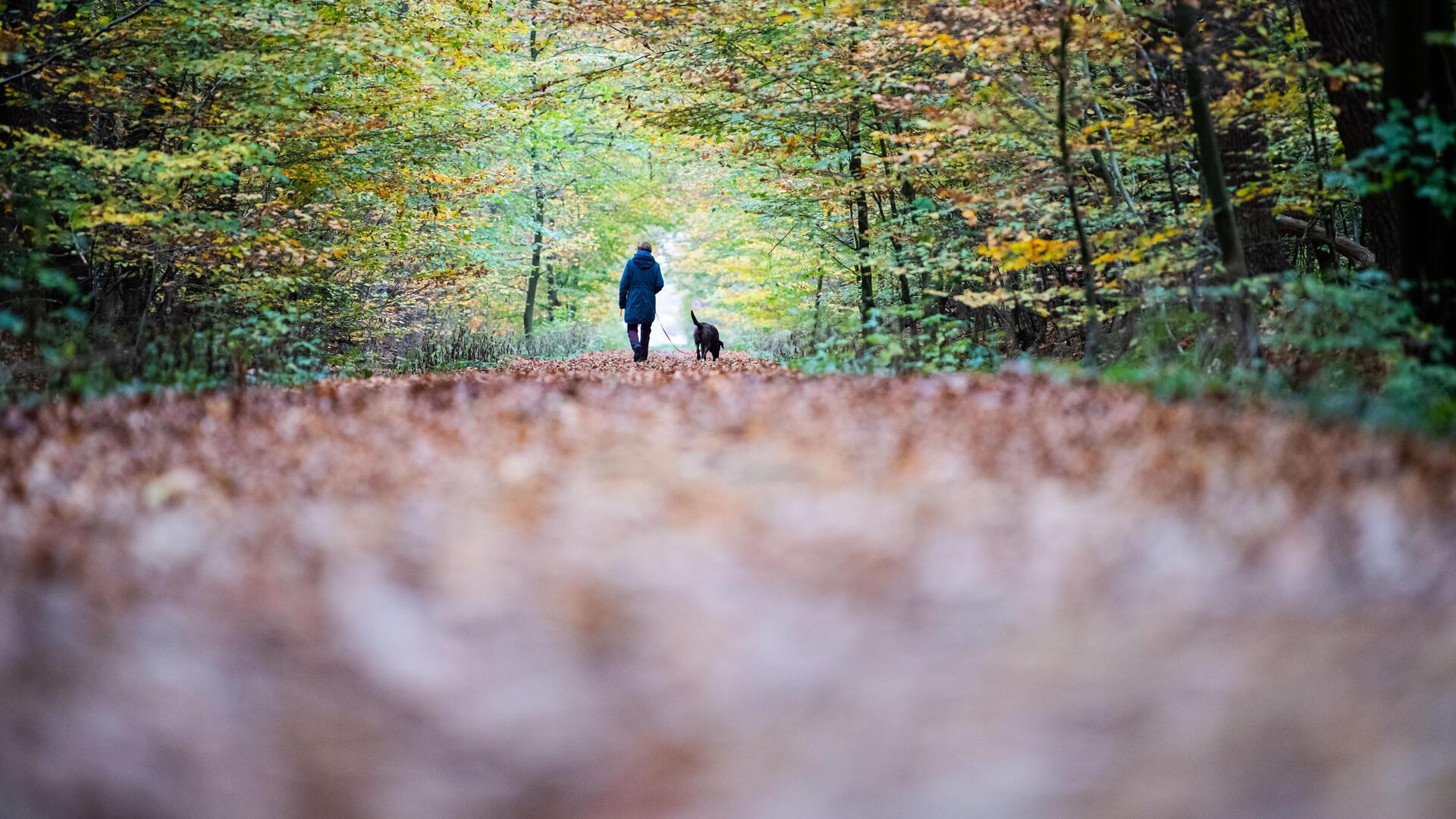 Reinkenheider Forst