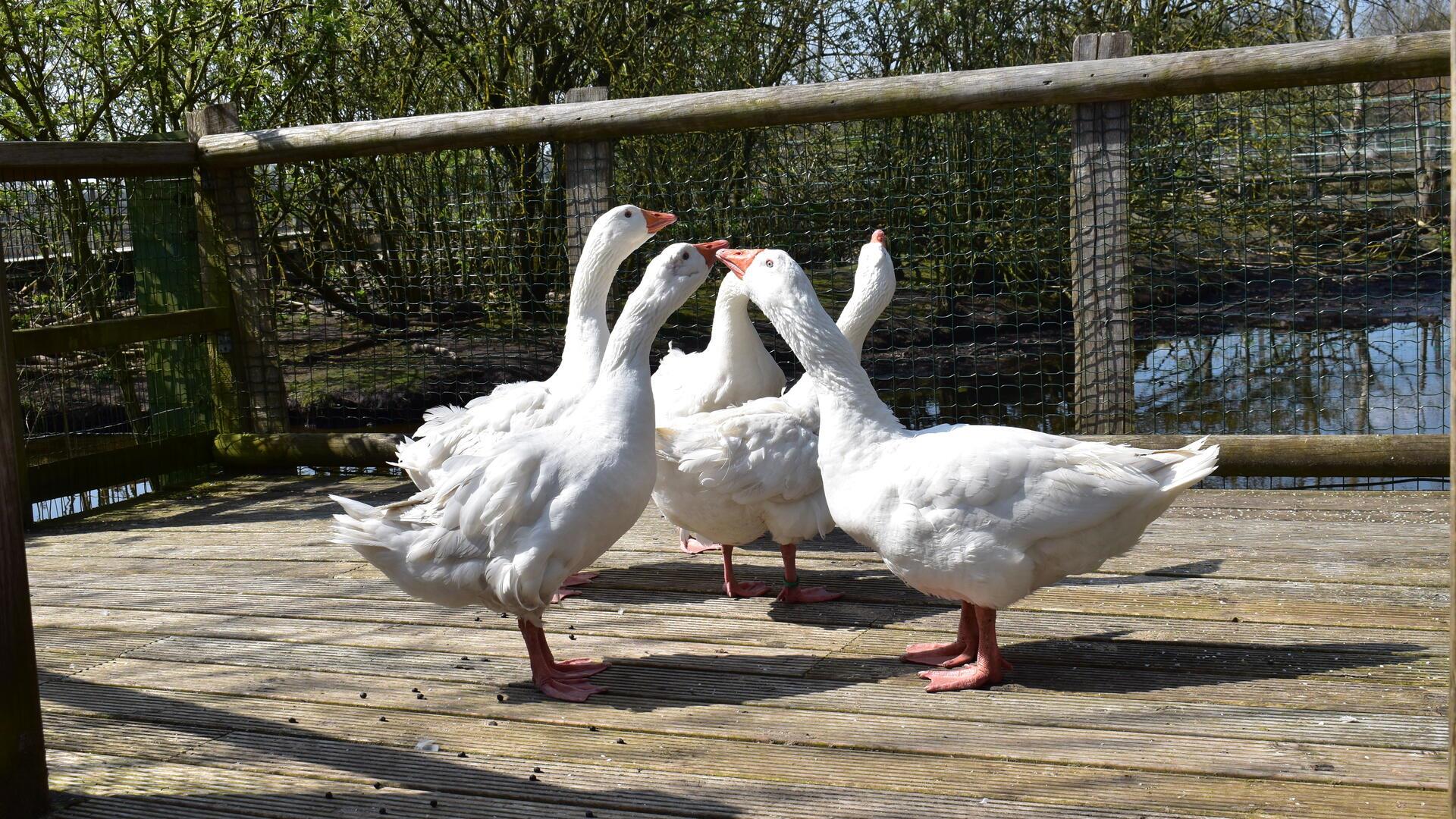 Der Tierpark Beverstedt hat nach der Corona-Pandemie eine Schar Lockengänse übernommen, deren Vorbesitzer sich nicht mehr um sie kümmern möchte.