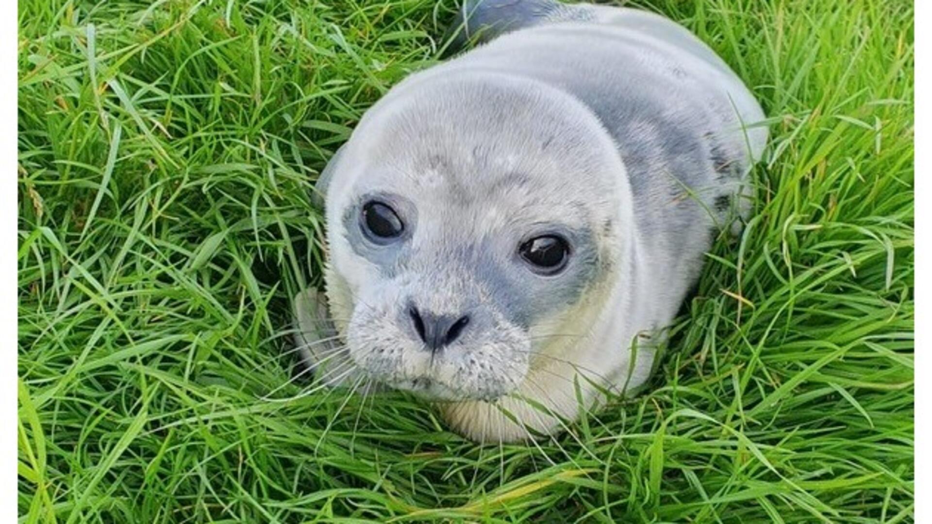 Der kleine Heuler ist in Bremerhaven gestrandet. Die Polizei hat ihn getauft.