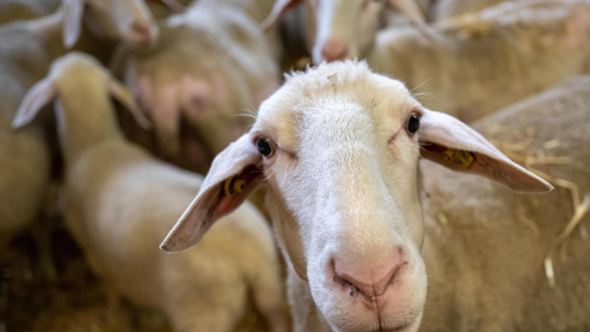 Die Blauzungenkrankheit ist für den Menschen ungefährlich. Schafe, Ziegen und Rinder sollten schnell geimpft werden