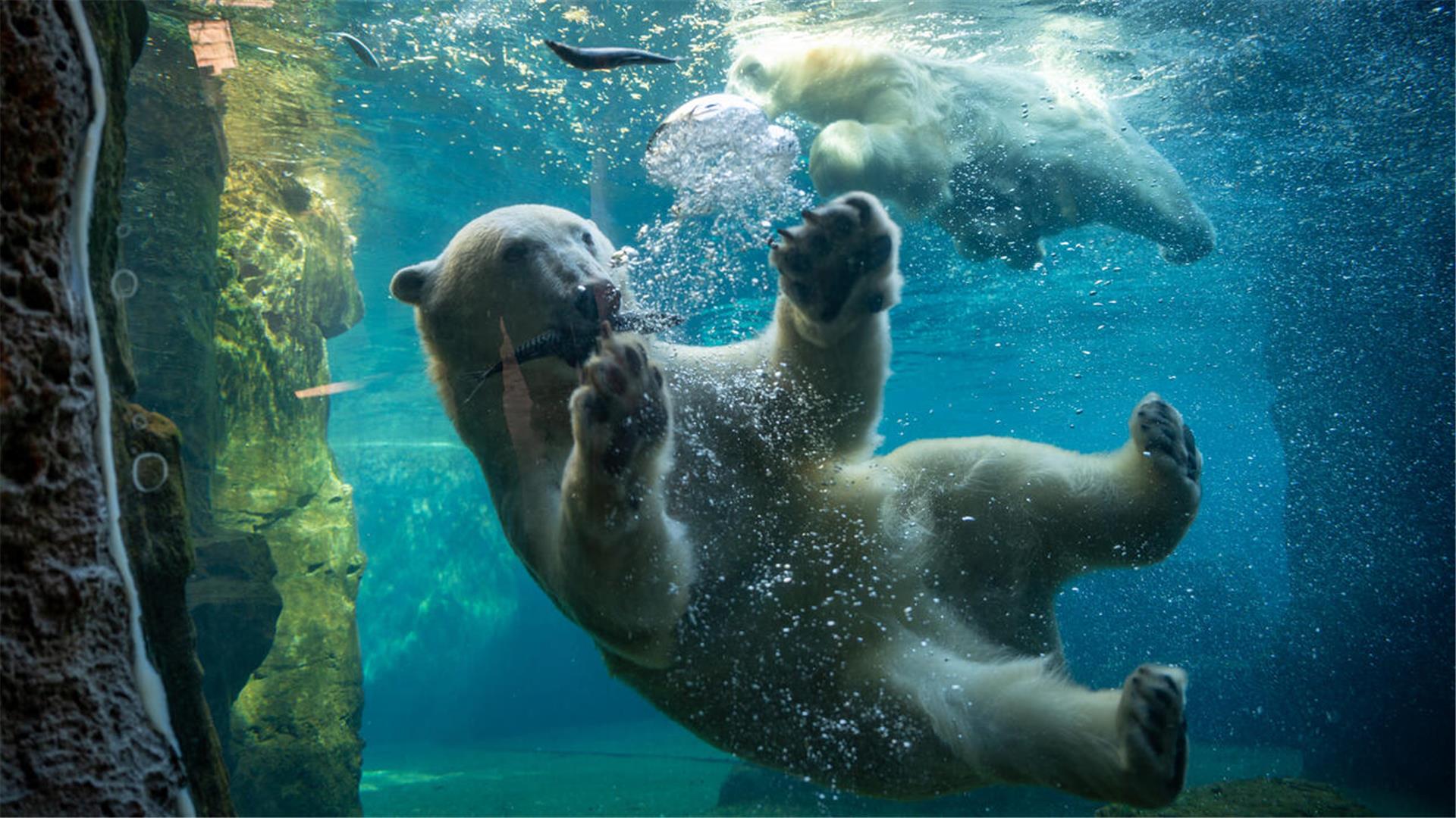 Ein Eisbär mit einem Fisch im Maul schwimmt vor einer Glasscheibe in seinem Becken.