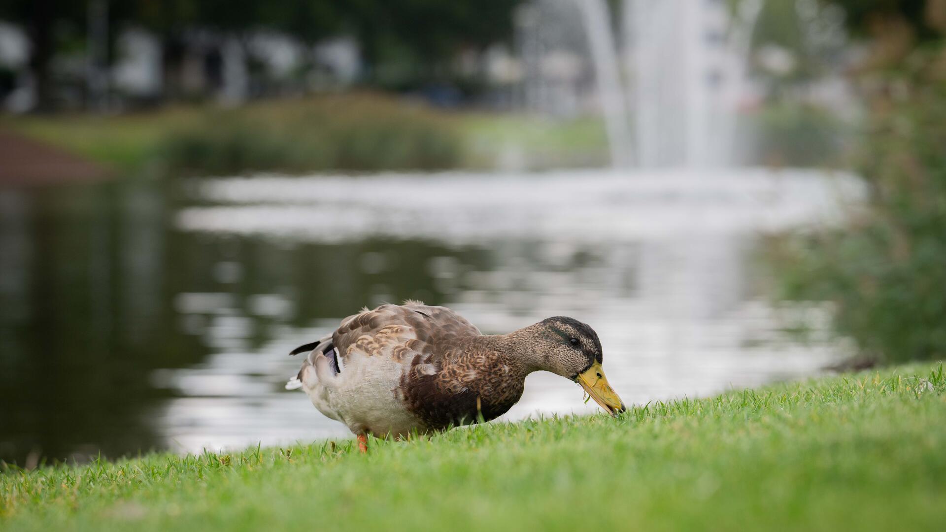 Die Enten am Holzhafen finden auf und neben dem Wasser genügend natürliches Futter und müssen nicht hungern.