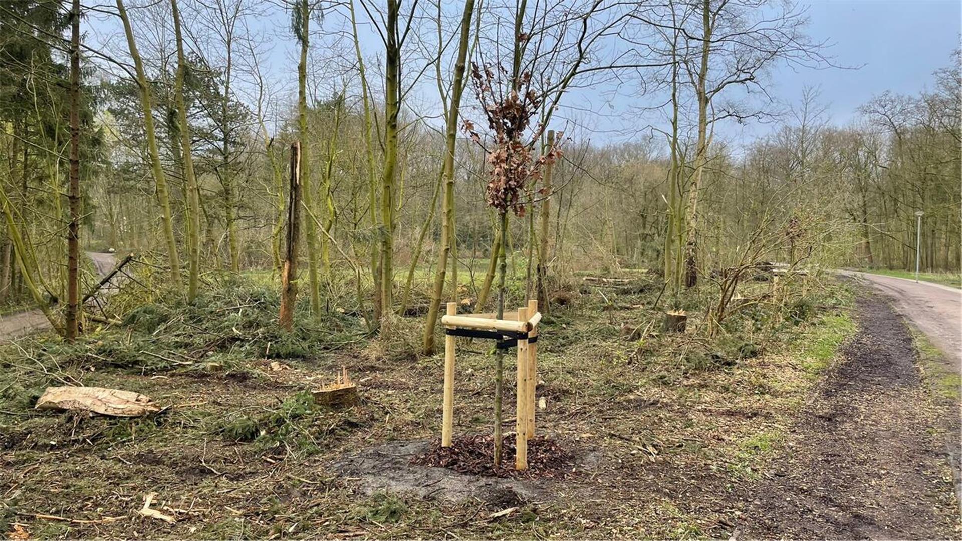 Die Firma Zabel hat in den vergangenen Tagen mehrere Traubeneichen gepflanzt