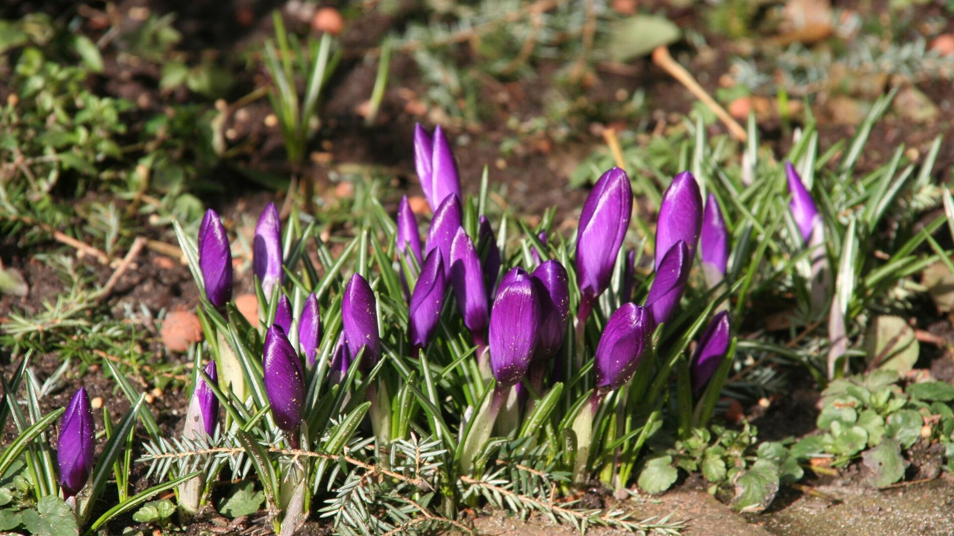 Das Foto zeigt Krokusse. 