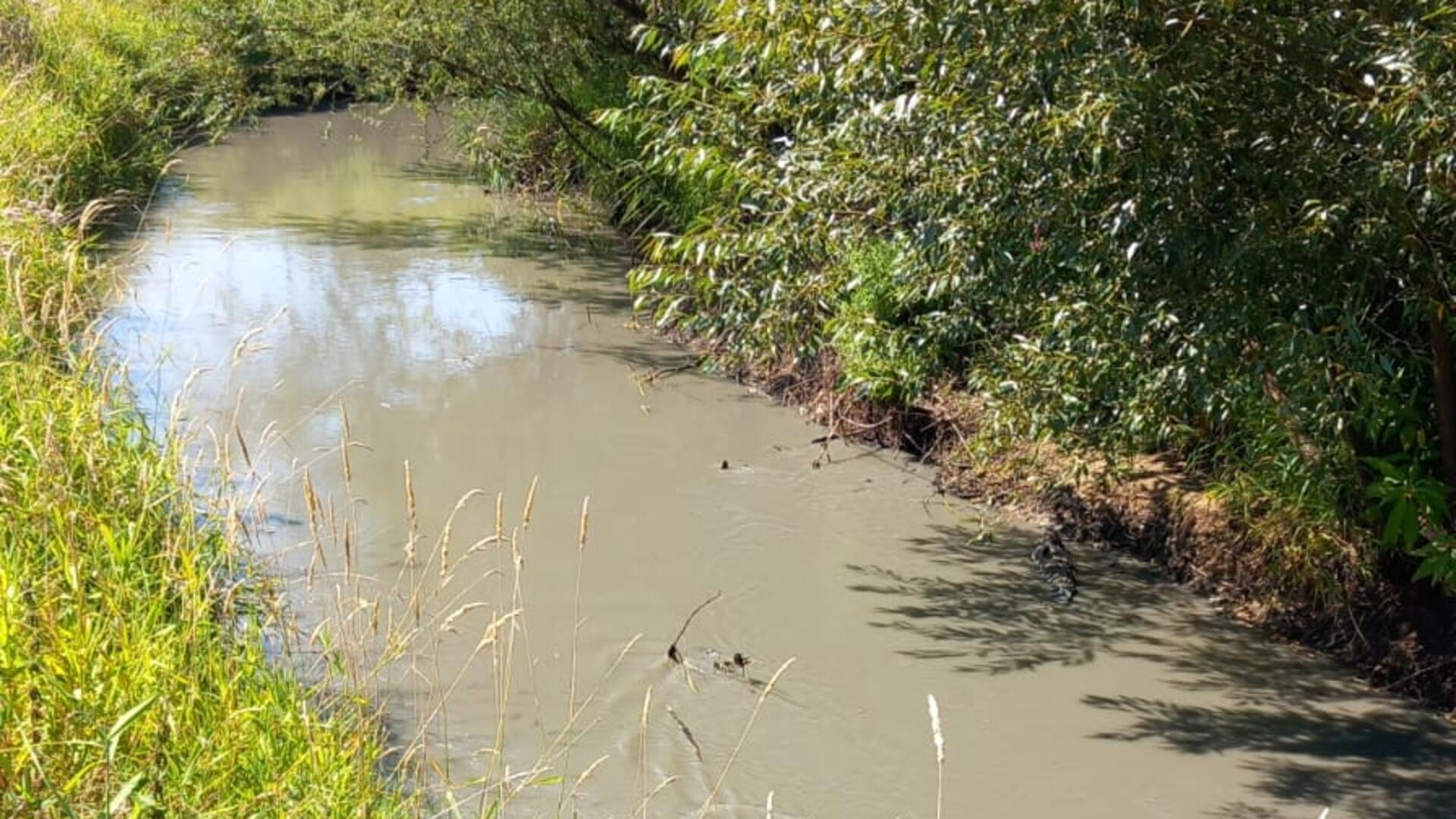 Die Oste bei Weertzen am 13. August. Bentonit trübt das Wasser. 