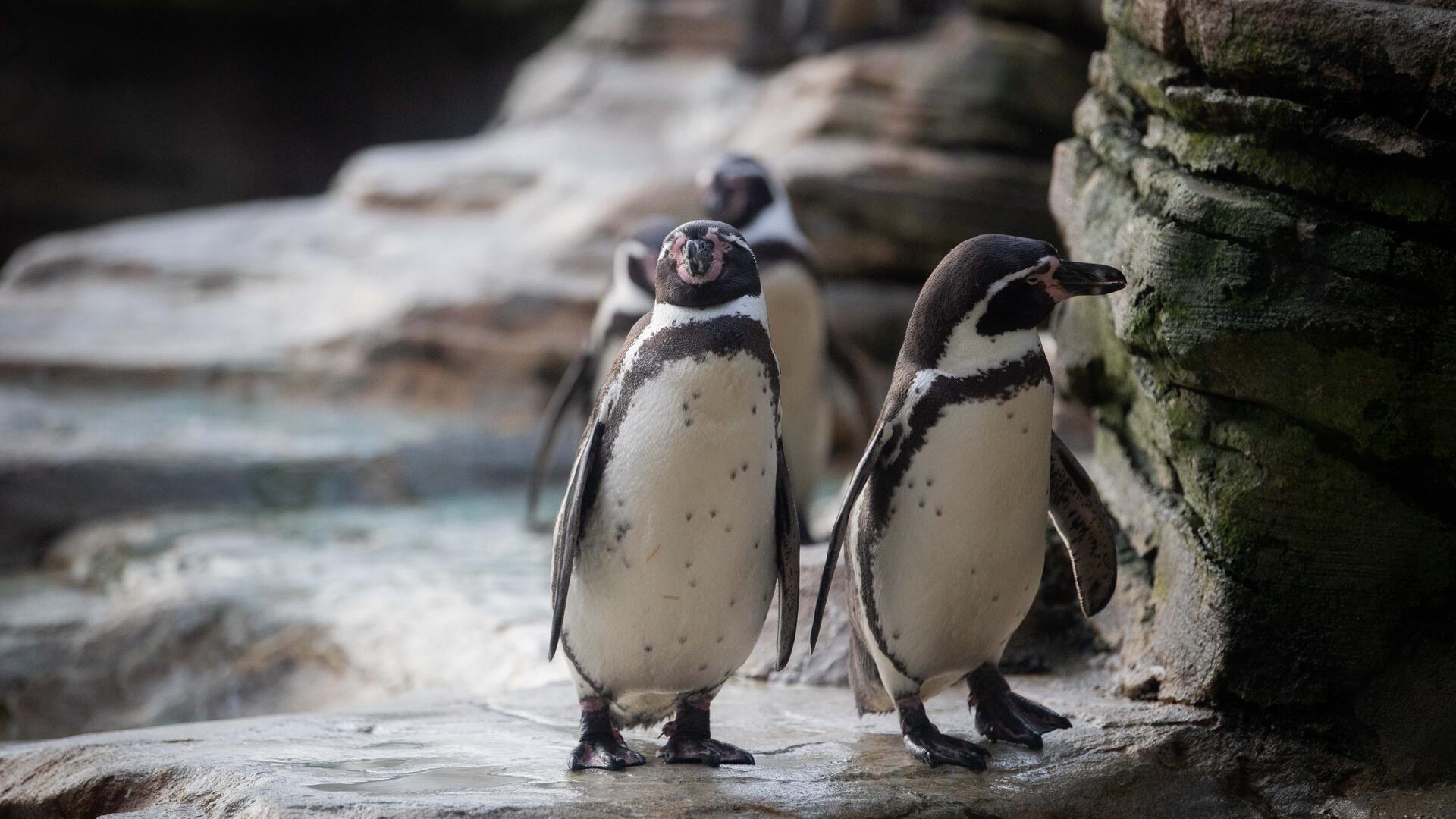 Zwei Pinguine im Zoo am Meer in Bremerhaven