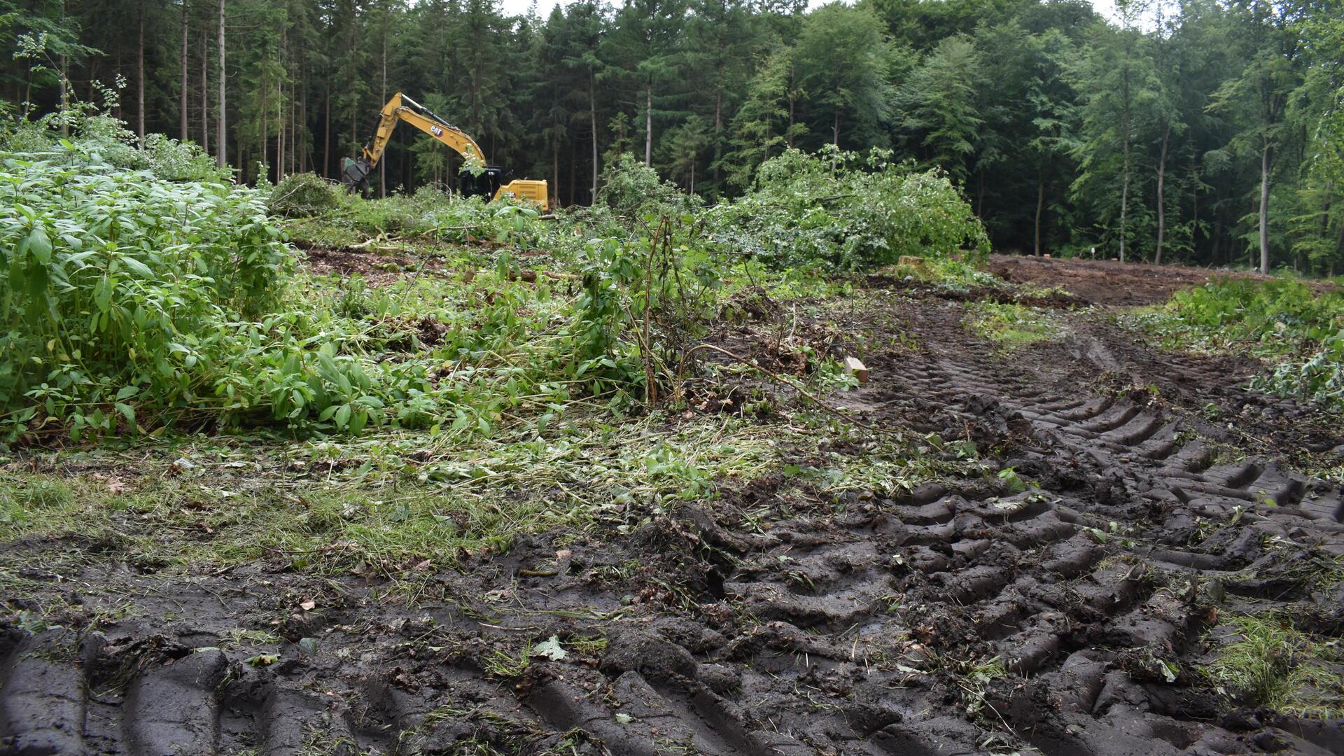 Reifenspuren im Waldboden