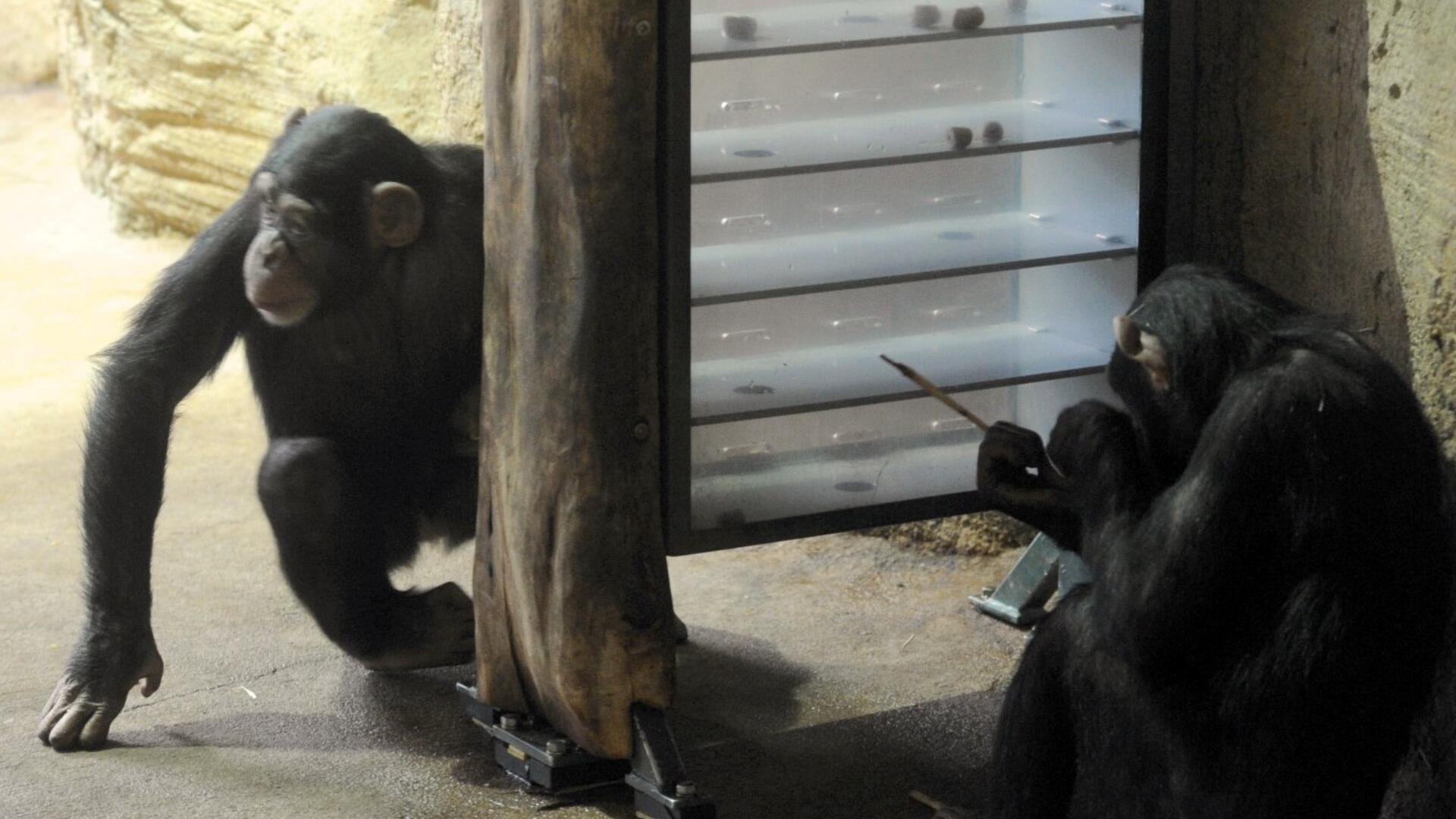 Die Schimpansen im Zoo am Meer sollen sich nicht langweilen. Zoofans können helfen.