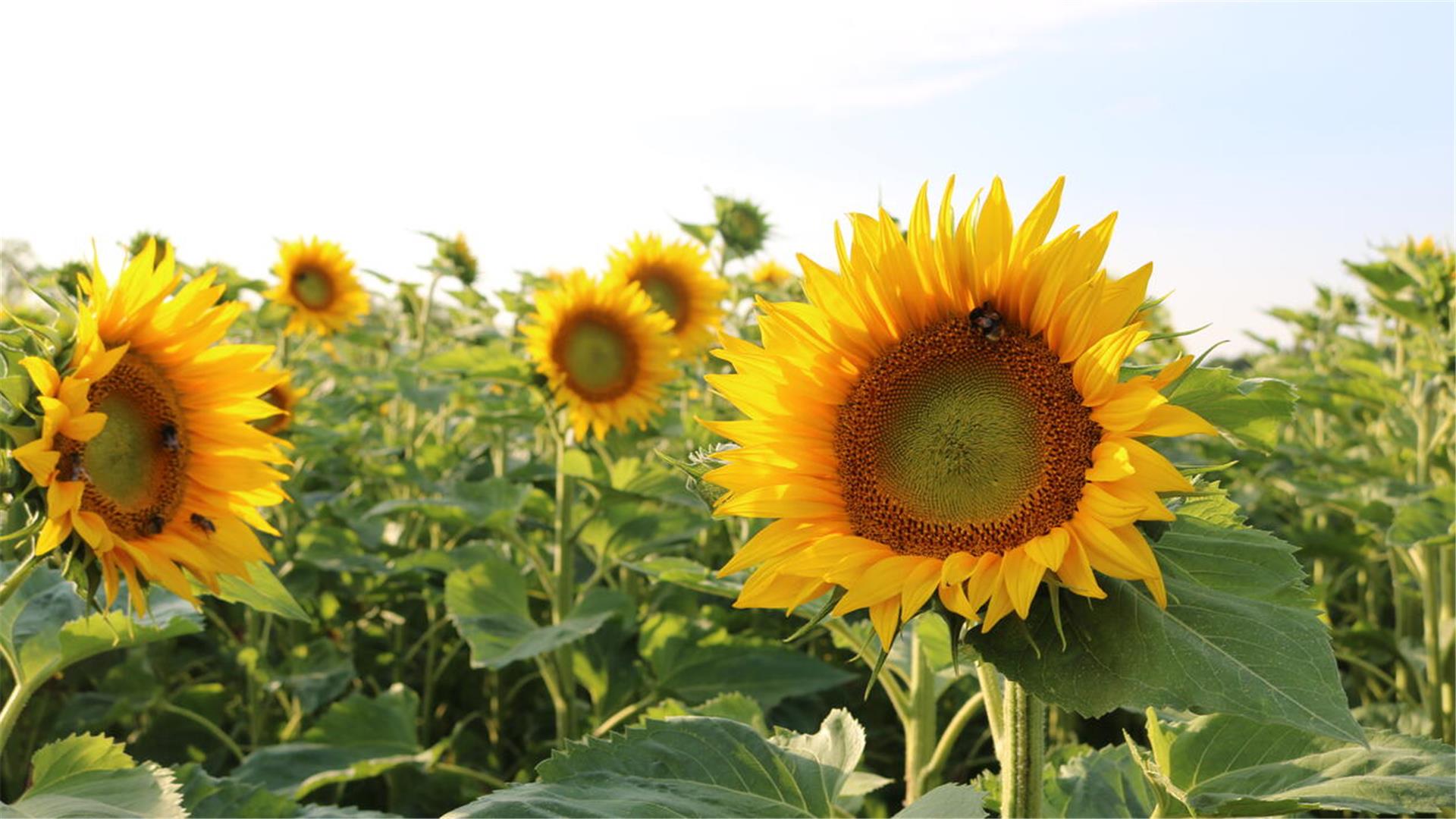 Sonnenblumen auf einem Acker