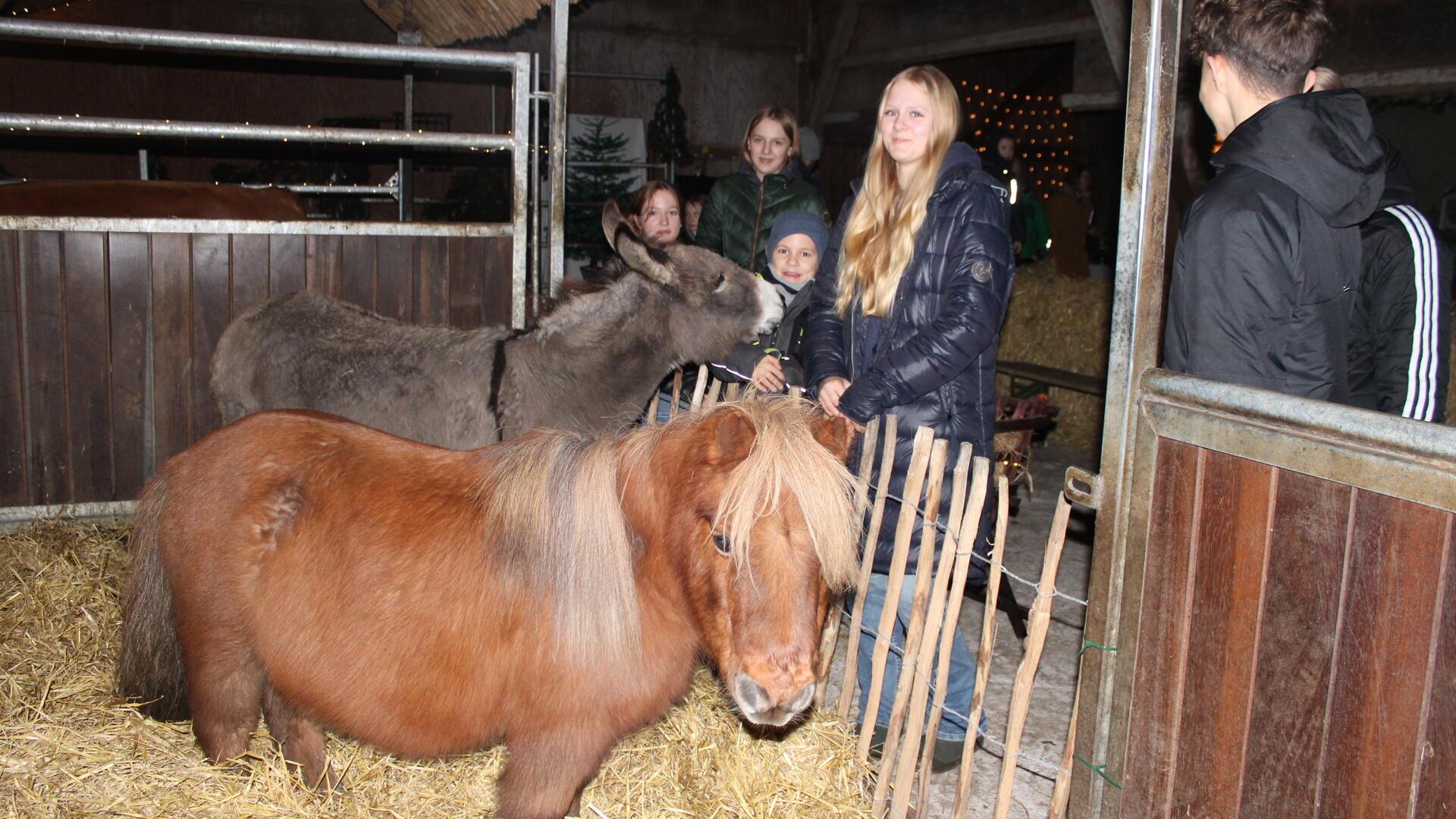 Ein Pony und ein Esel stehen in einem Gehege in einem Stall. Kinder und Jugendliche stehen erfreut davor. 