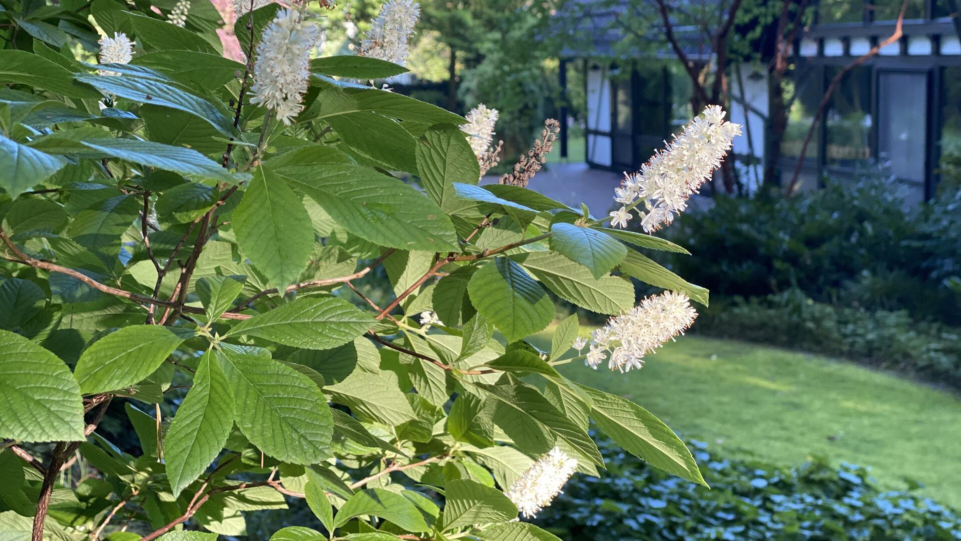 Blüten einer Blumen-Esche in einem Garten