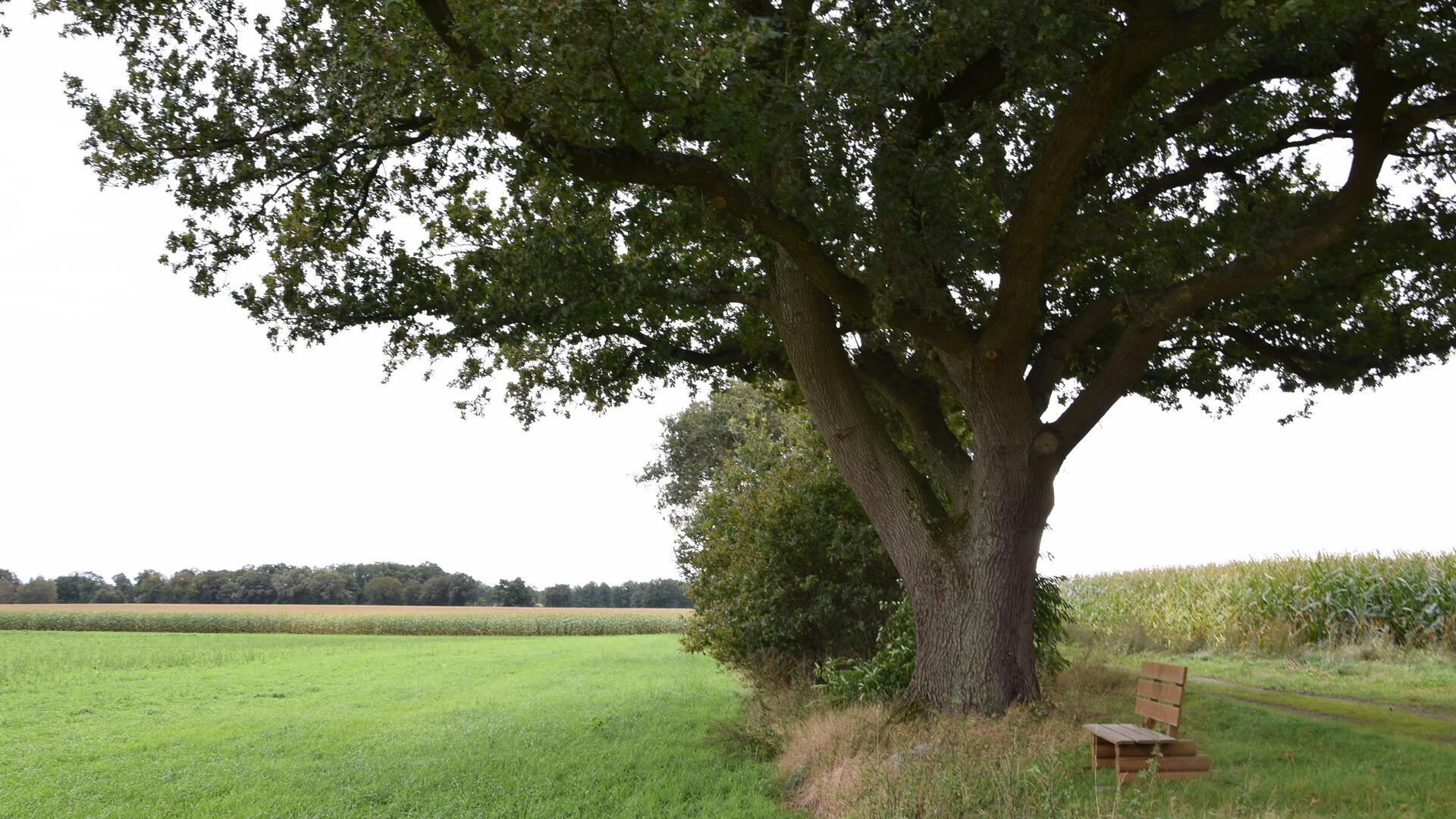 Die als Naturdenkmal ausgewiesene Eiche am Rande eines Feldes in der Gemarkung Rhade.