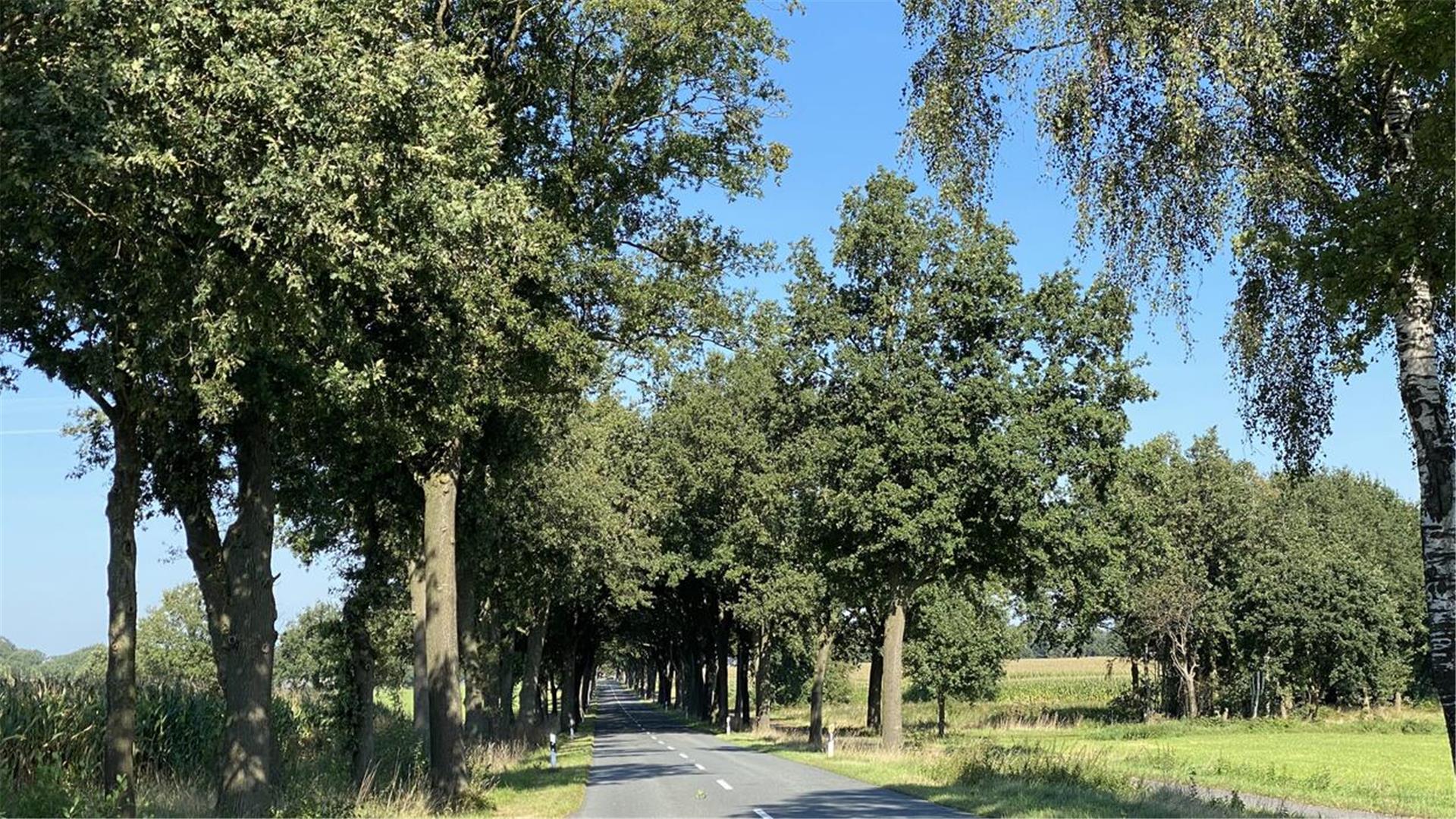 Geradliniger Abschnitt einer Allee mit Linden links und rechts der Fahrbahn