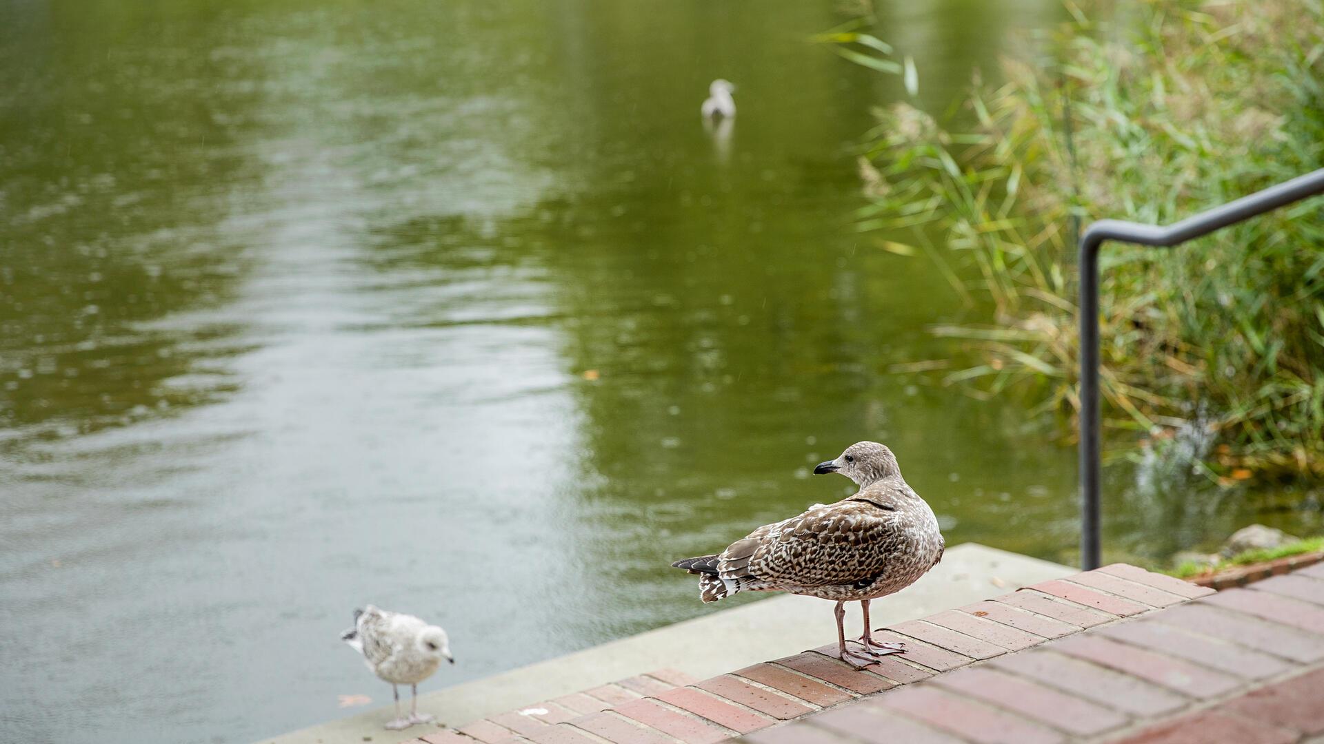 Tiere im Park.