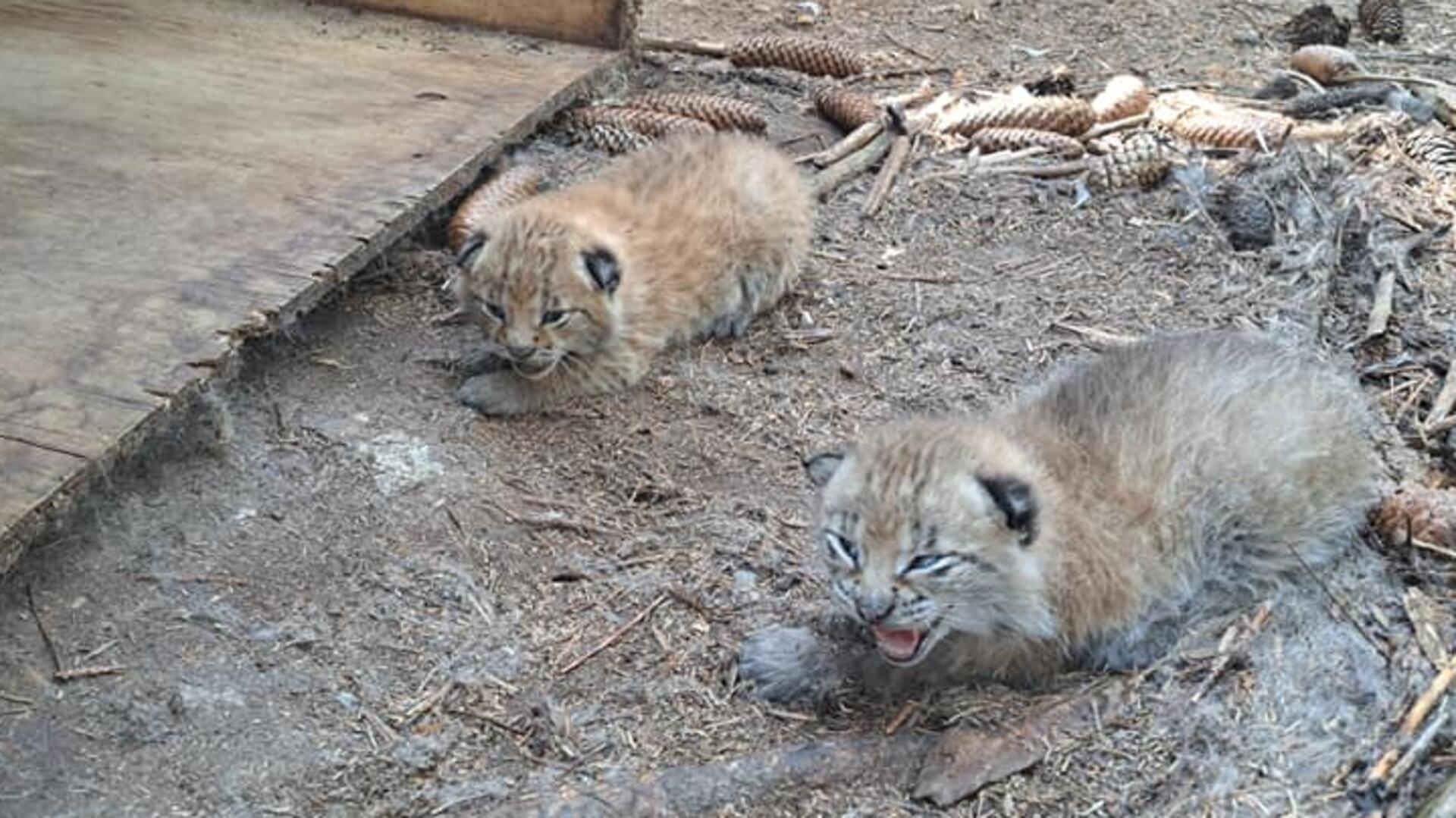 Diese beide Luchs-Babys wurden 2023 geboren. In diesem Jahr ist der Nachwuchs ausgeblieben. 