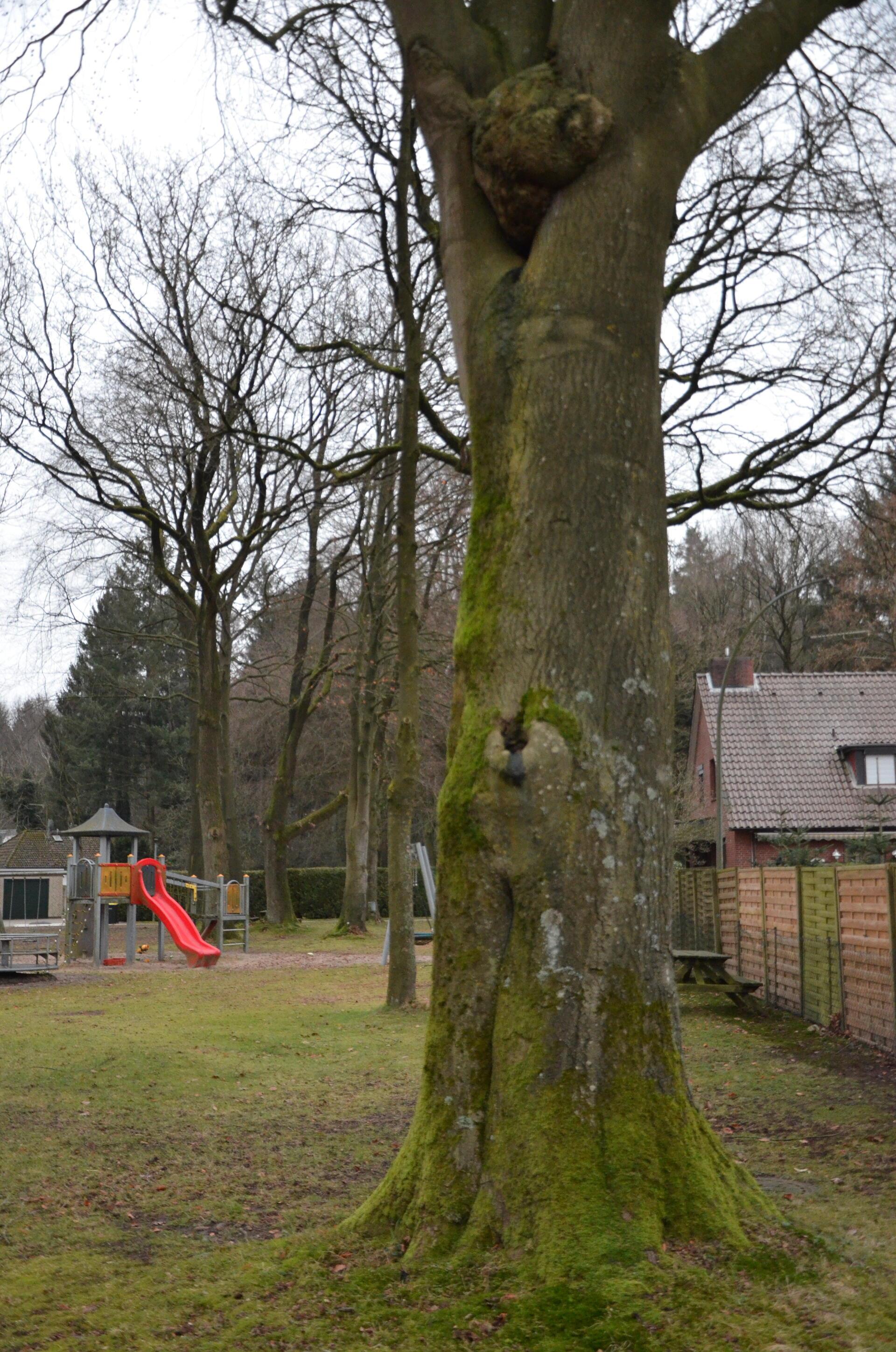 Diese mächtige Eiche auf dem Spielplatz an der Lycker Straße soll ebenfalls gefällt werden. Die Gemeinde beantragt die Fällung des von einem Pilz befallenen Baumes beim Landkreis.