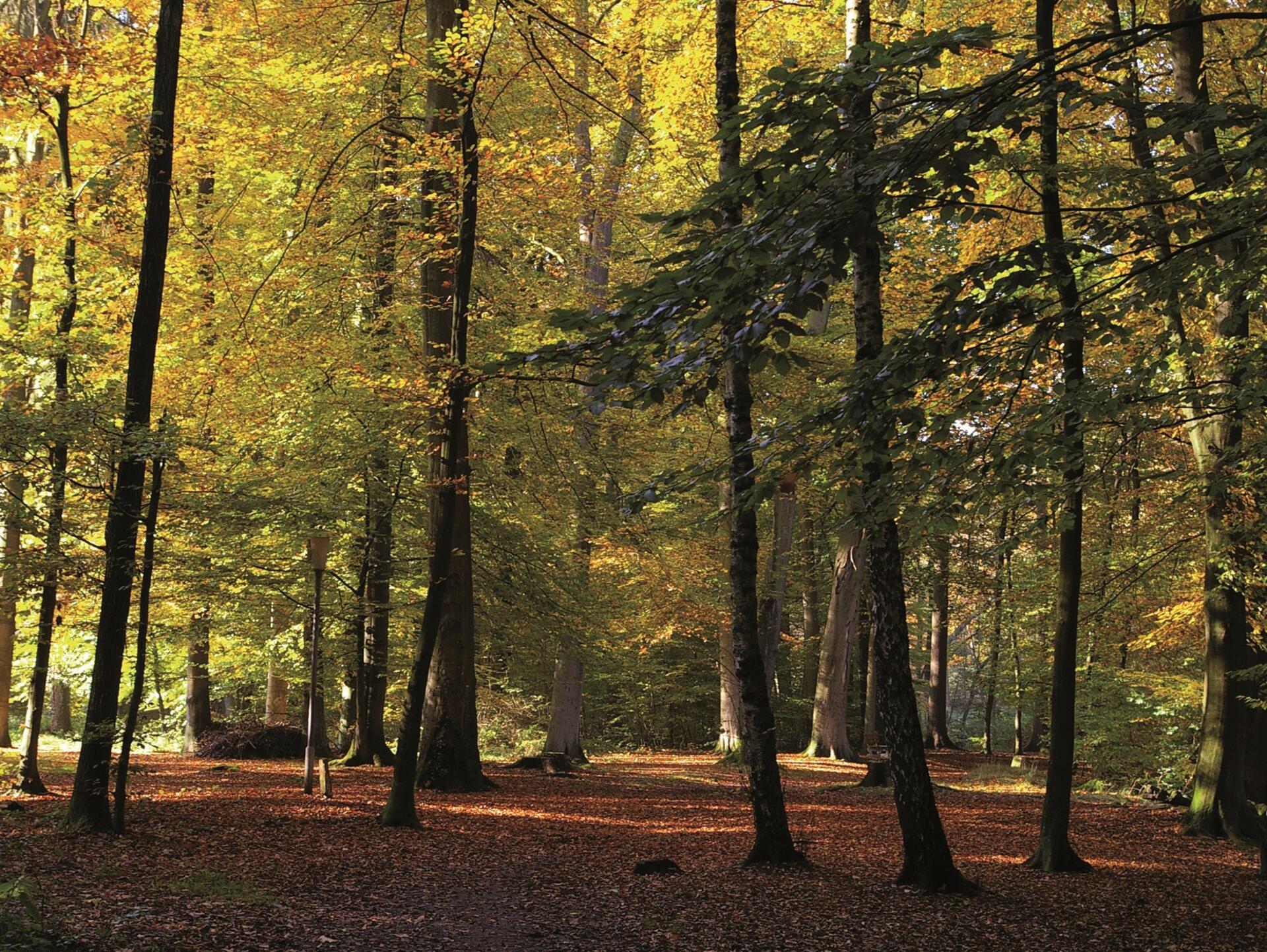 Diese von Hermann Tödter gefertigte Aufnahme zeigt die herbstliche Ahe in Zeven. 