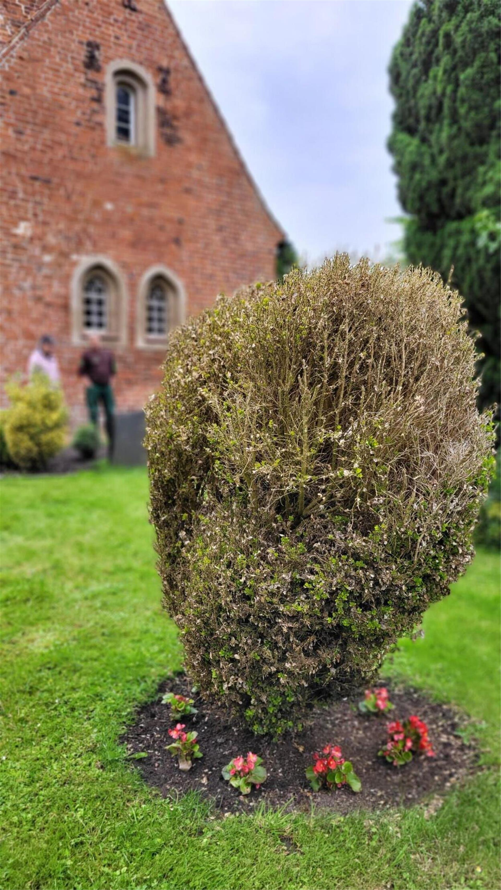 Dieser Solo-Buchsbaum auf dem Friedhof in Misselwarden haben Buchsbaumzünsler kahlgefressen. Nach kühlen Temperaturen und viel Regen treibt das Gehölz zaghaft wieder aus.