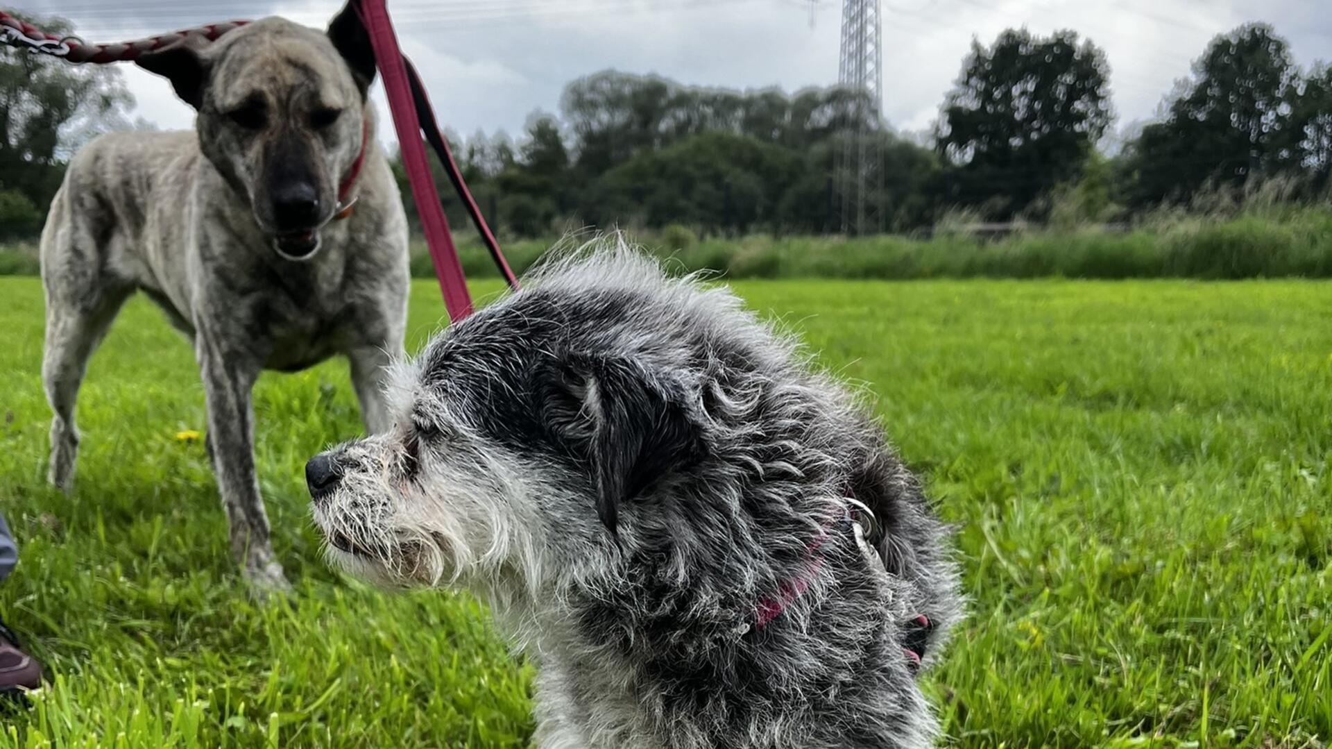 Ein kleiner graue und ein große gestromter Hund. Der kleine steht vorne, der große hinten.