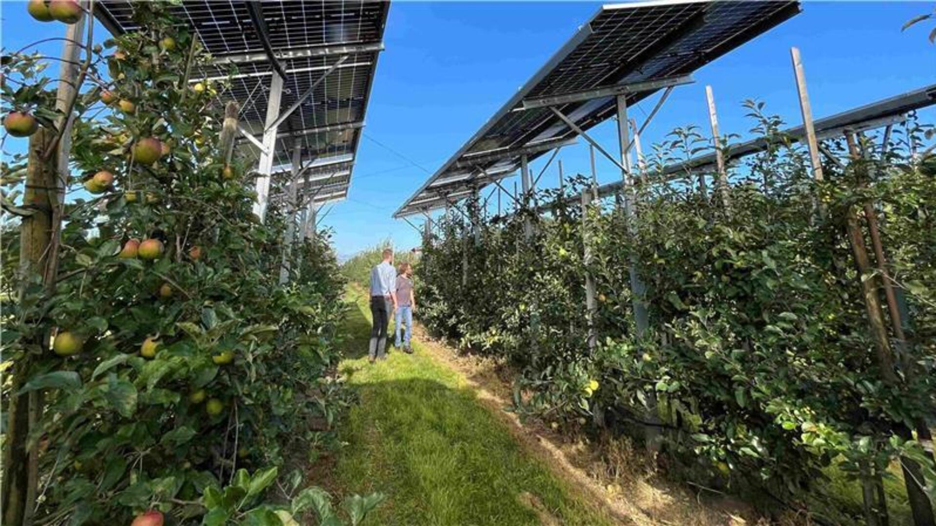 Doppelte Ernte: Blick auf die Agri-PV-Anlage auf der Plantage des Obstbauzentrums Esteburg in Jork-Moorende.