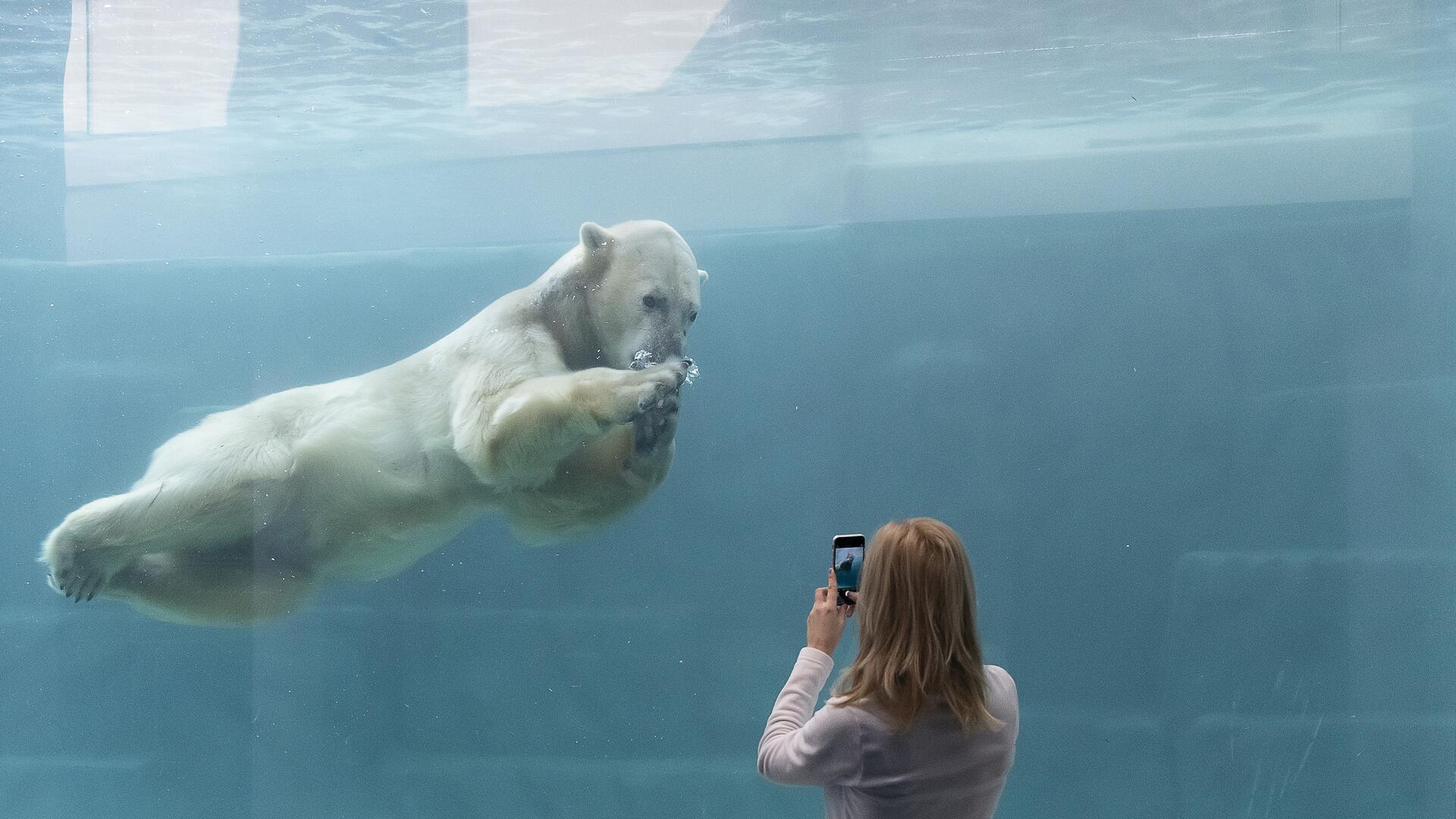 Drei Eisbären leben in der neuen Eiswelt im ungarischen Sóstó Zoo: Snezana, Fiete aus Rostock und Lloyd aus Bremerhaven.