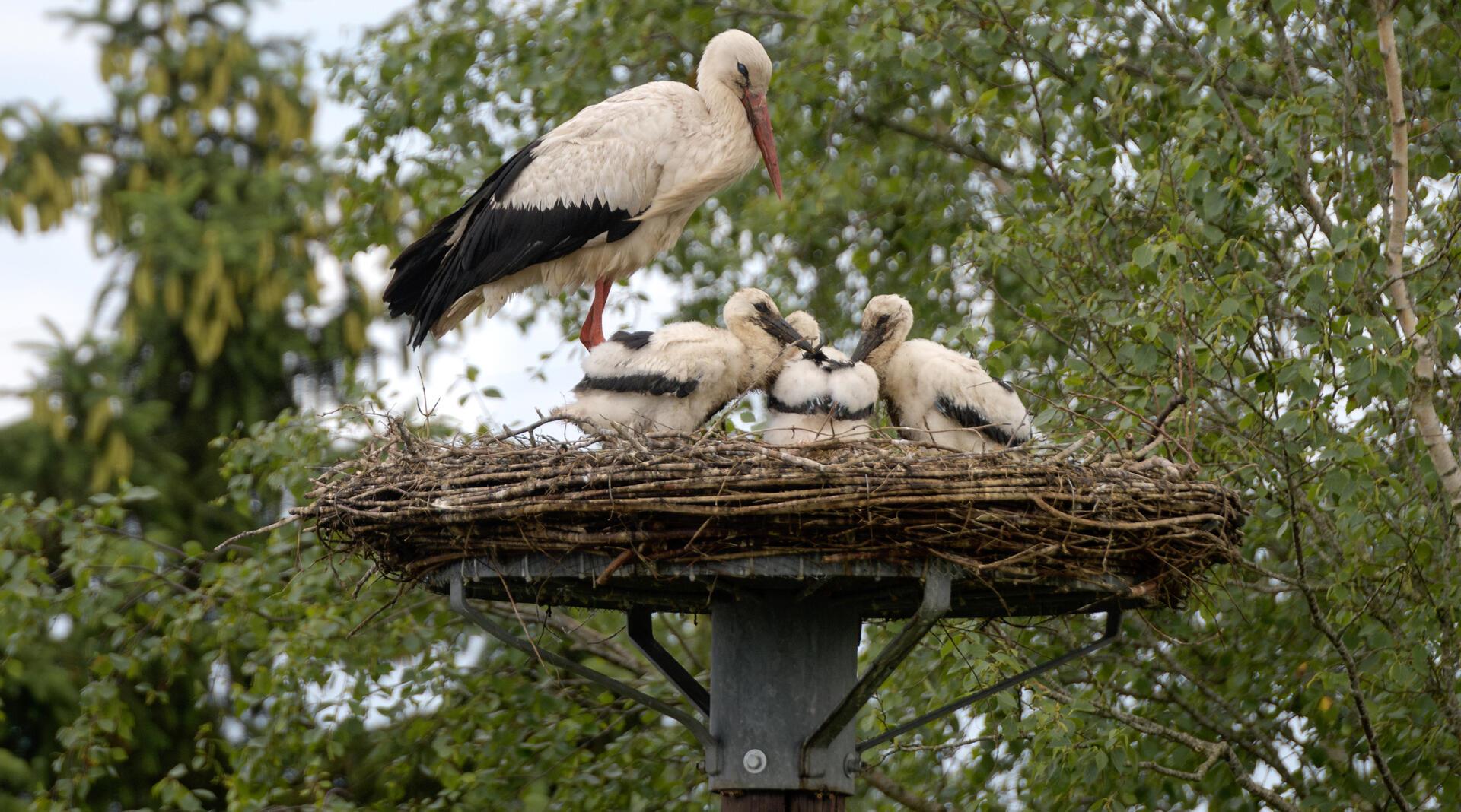 Storchenfamilie in Wulsdorf