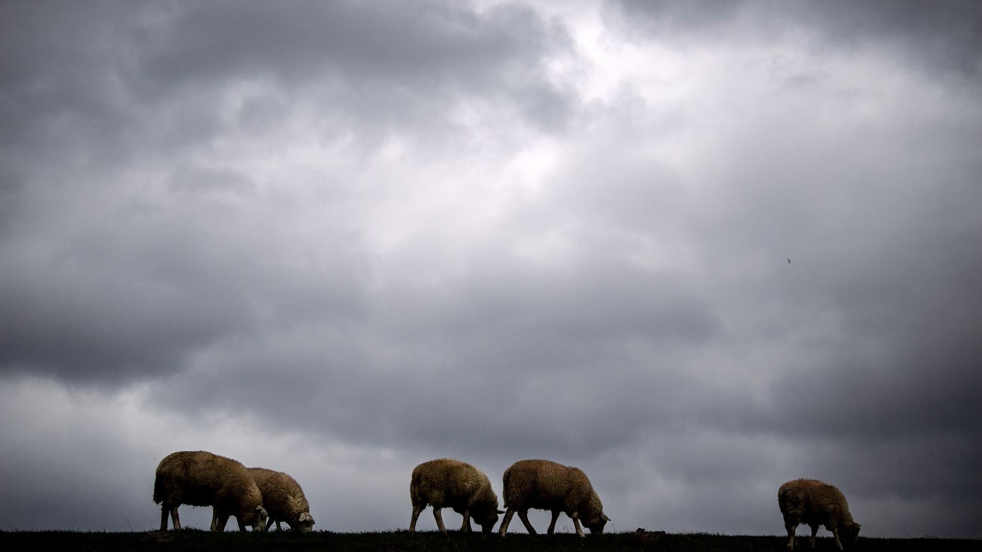 Schafeherde unter wolkigem Himmel
