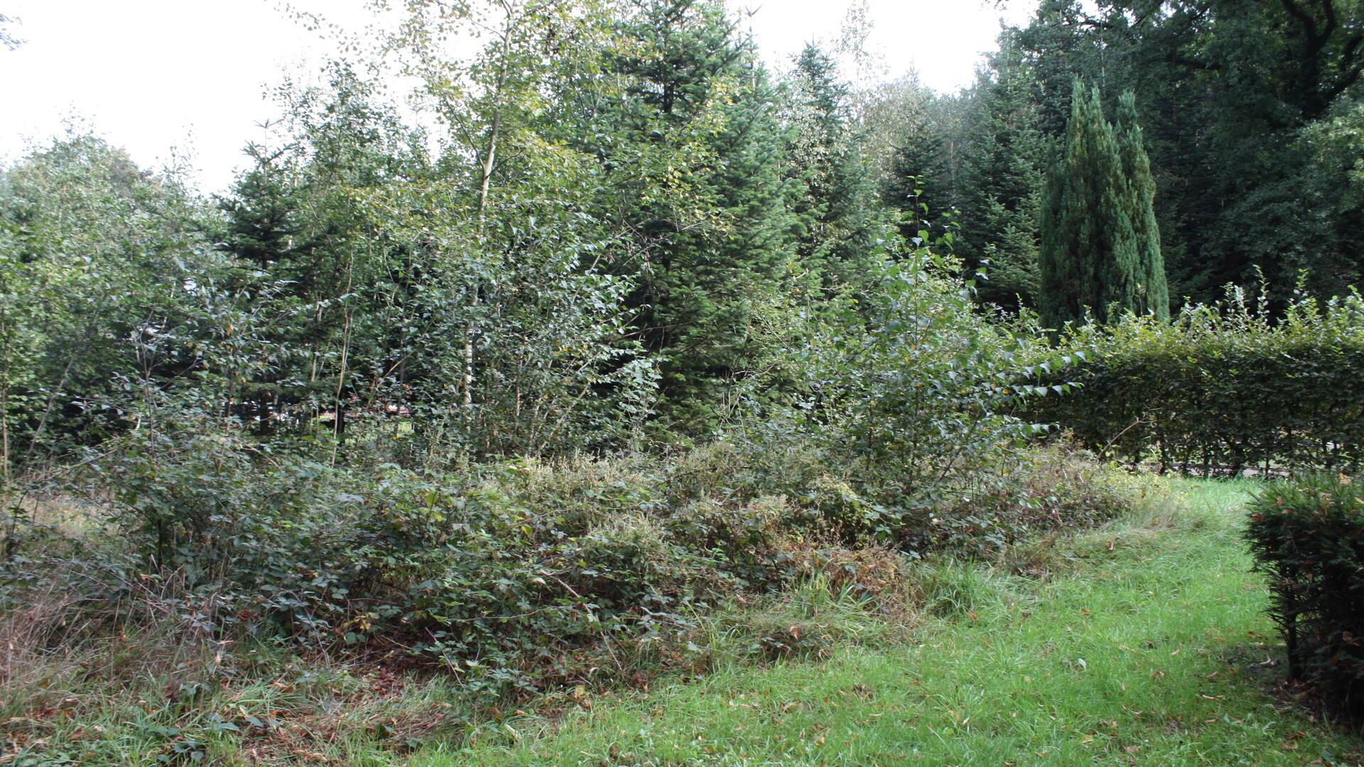 Durch die Beseitigung des Brombeerfeldes und die gute Pflege hat sich das Aussehen des Harrendorfer Friedhofs sehr gebessert.