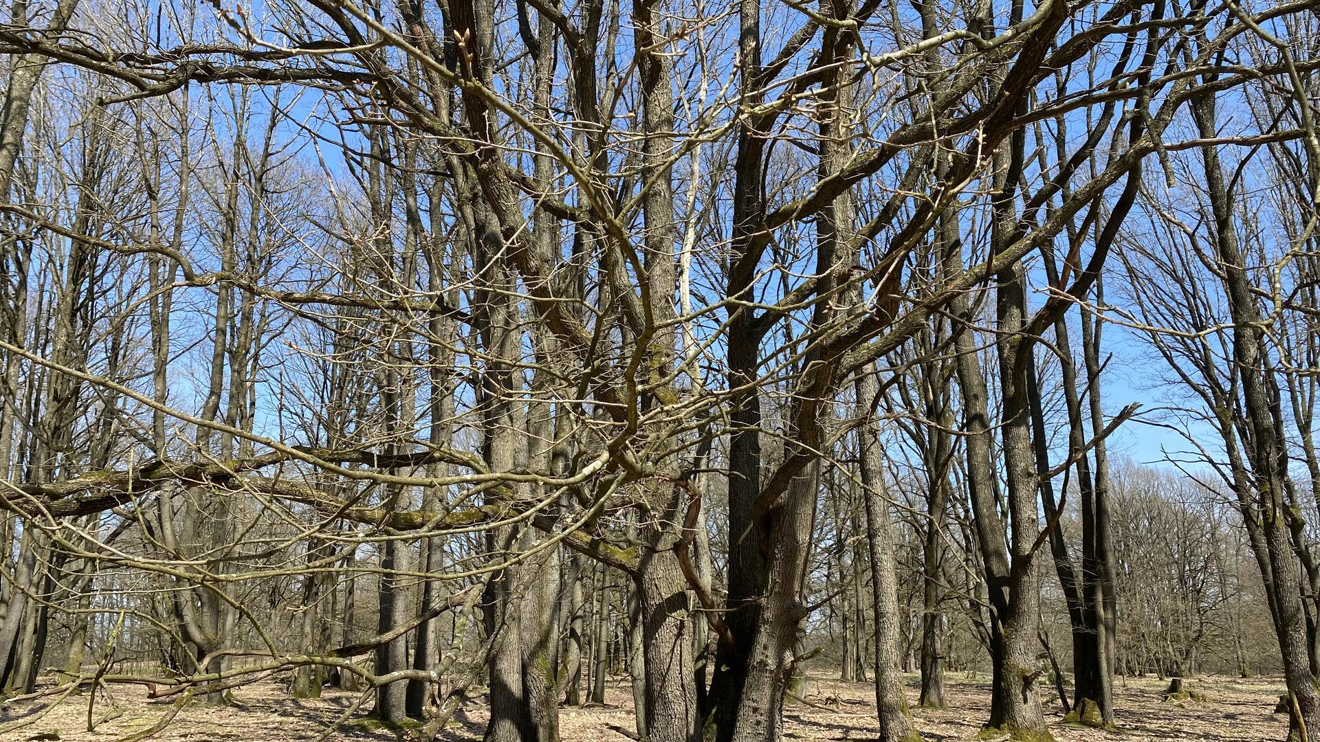 Durchgewachsener Stühbusch zwischen Tütsberg und Wulfsberg im Nationalpark Lüneburger Heide.