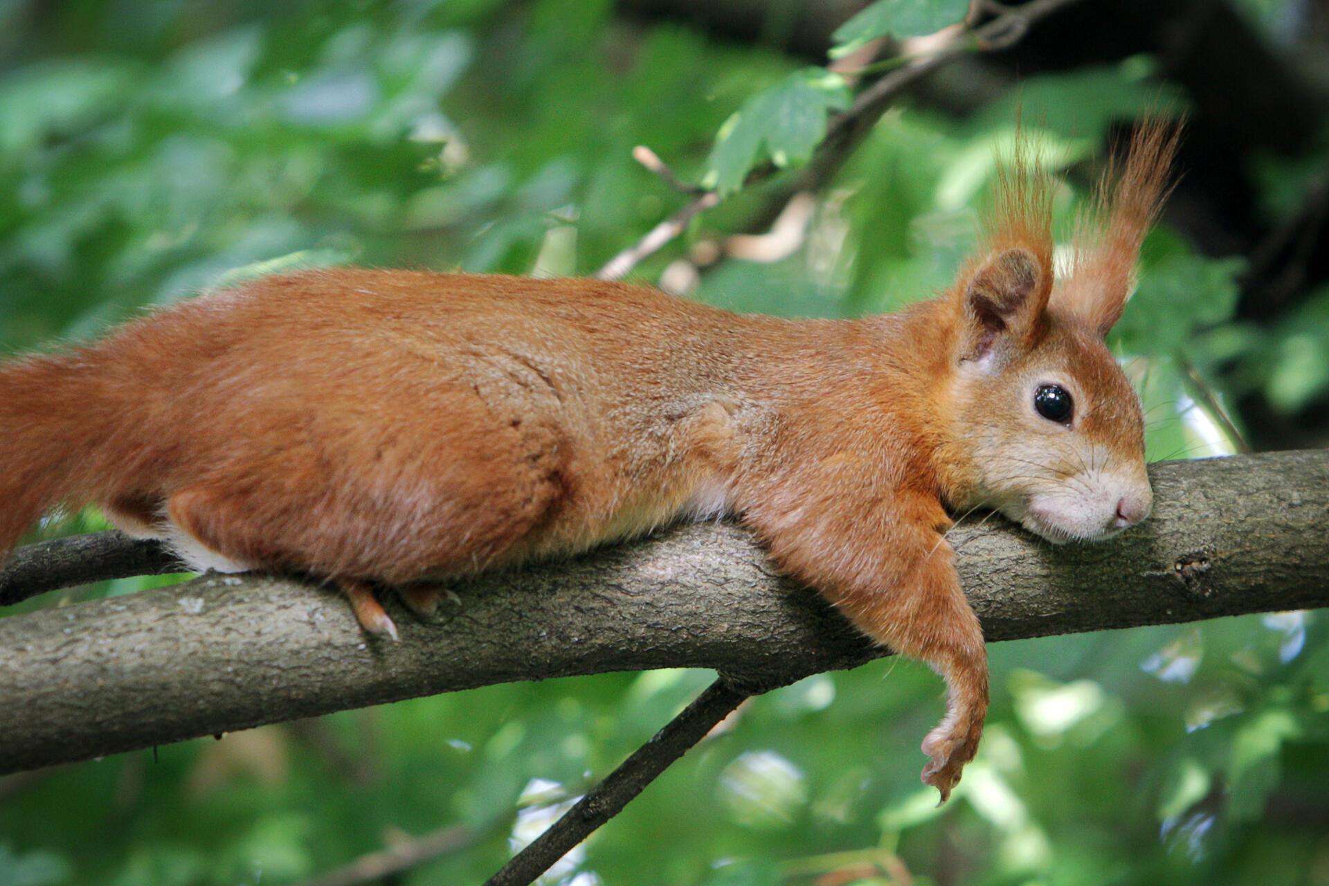 Eichhörnchen