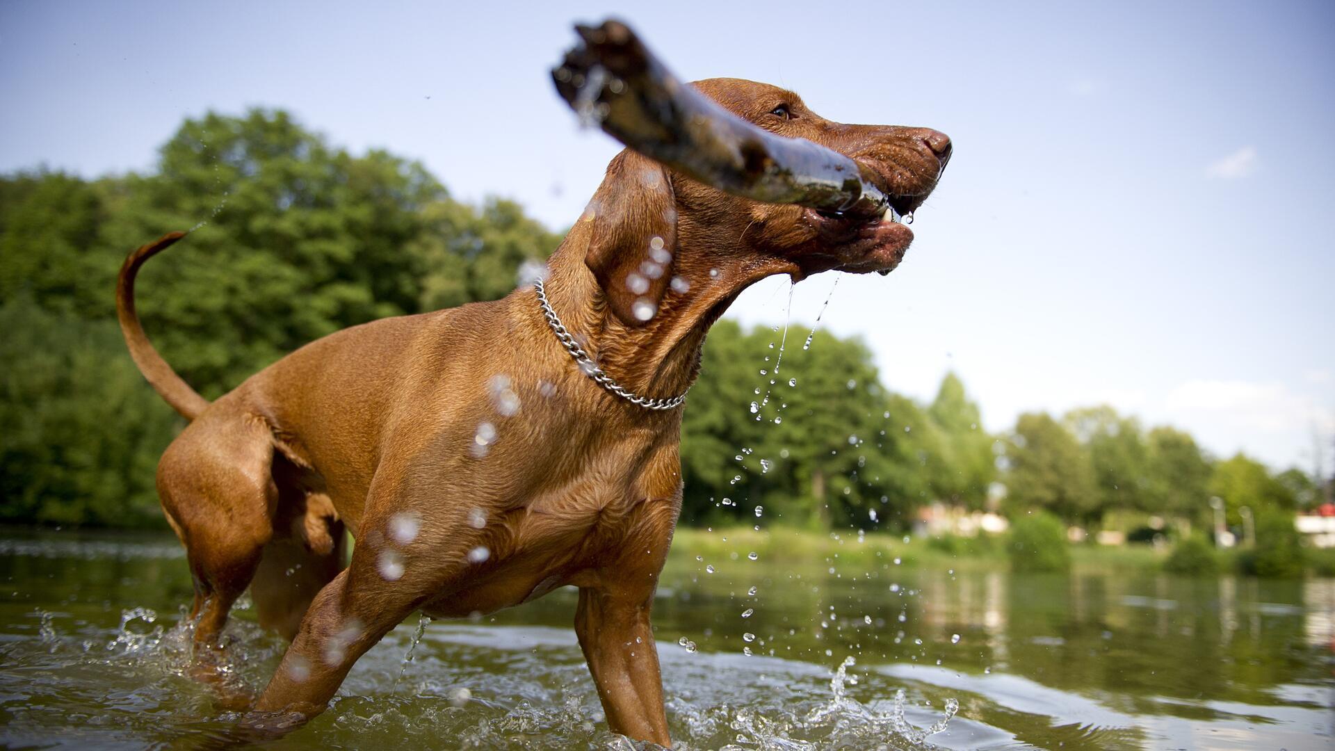 Ein Hund läuft im Wasser. Er hat einen Stock im Mund. 