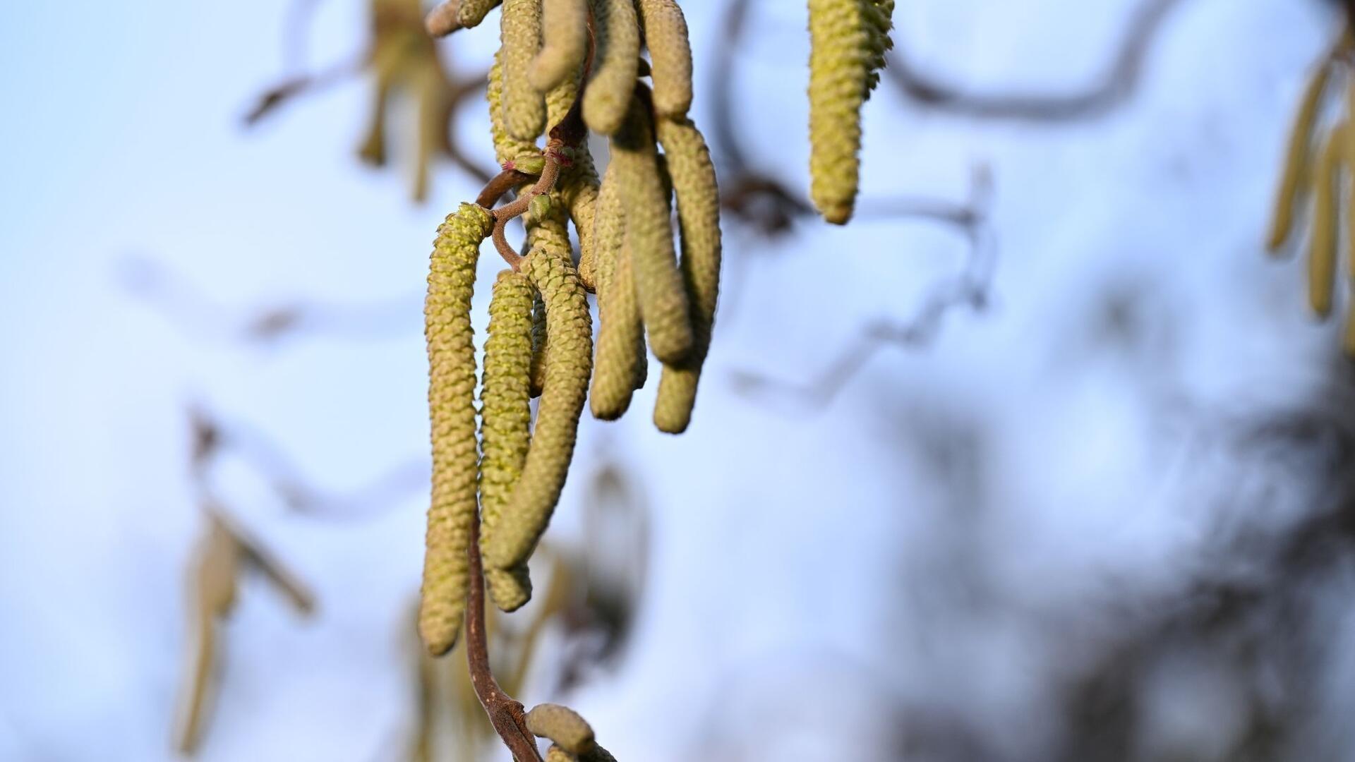 Ein Korkenzieher-Haselnuss-Strauch: Vor allem in Städten ist zu beobachten, dass Pflanzen bei einer hohen Schadstoffkonzentration mehr Pollen produzieren.