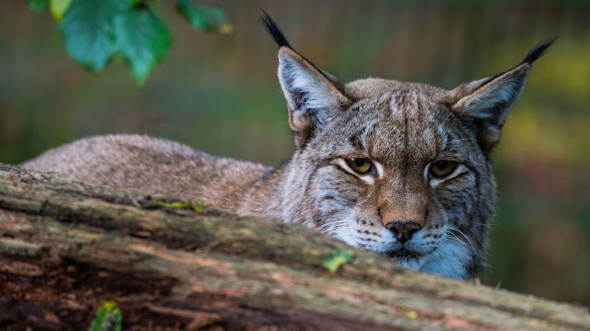 Ein Luchs sitzt hinter einem Baumstamm.