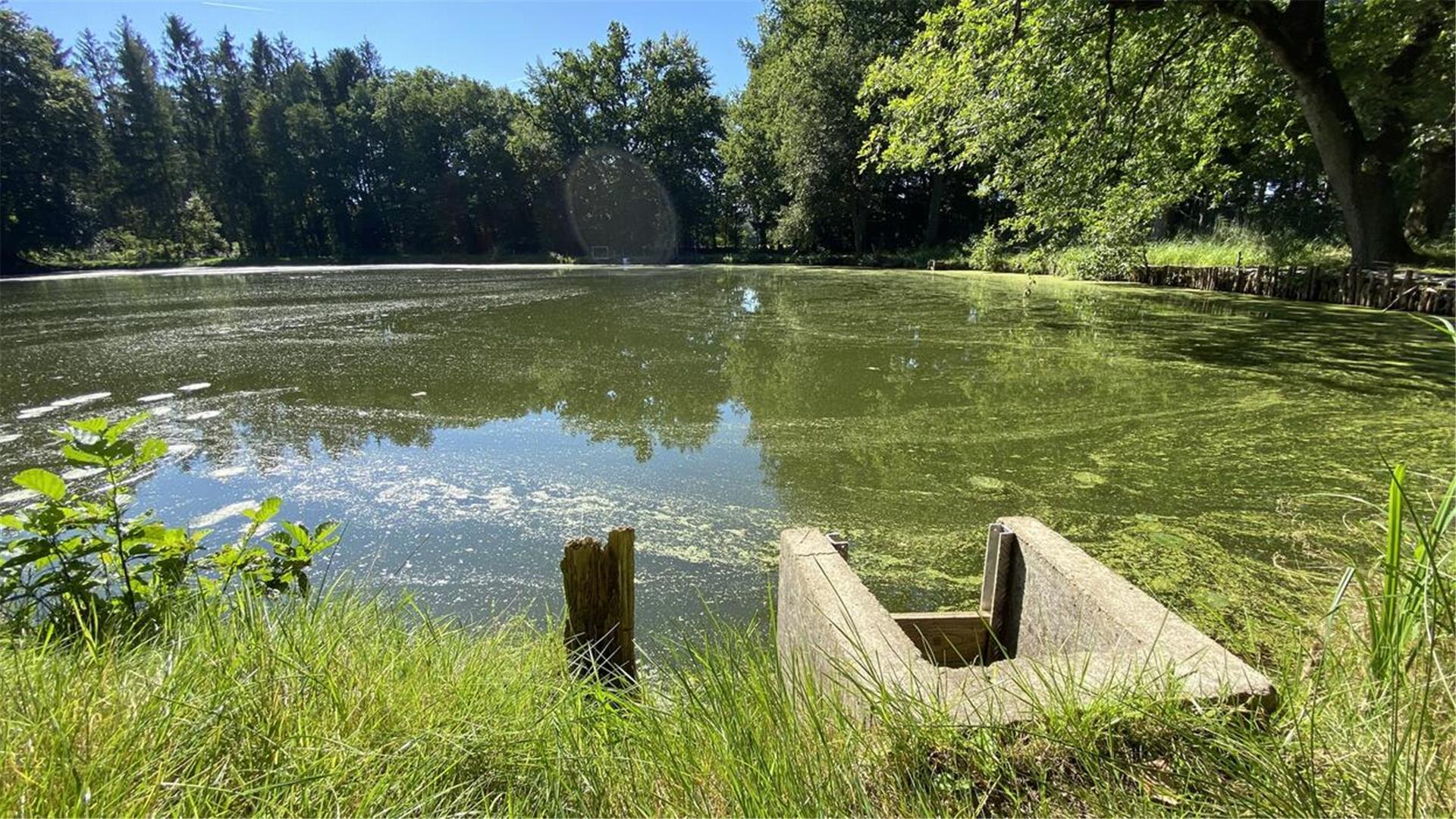 Ein Mönch mit deutlich erkennbaren Staubretter-Führungsleisten an einem mit Blütenstaub bedeckten Teich nahe des ehemaligen Heidefrauenklosters Hertel bei Neuenkirchen.