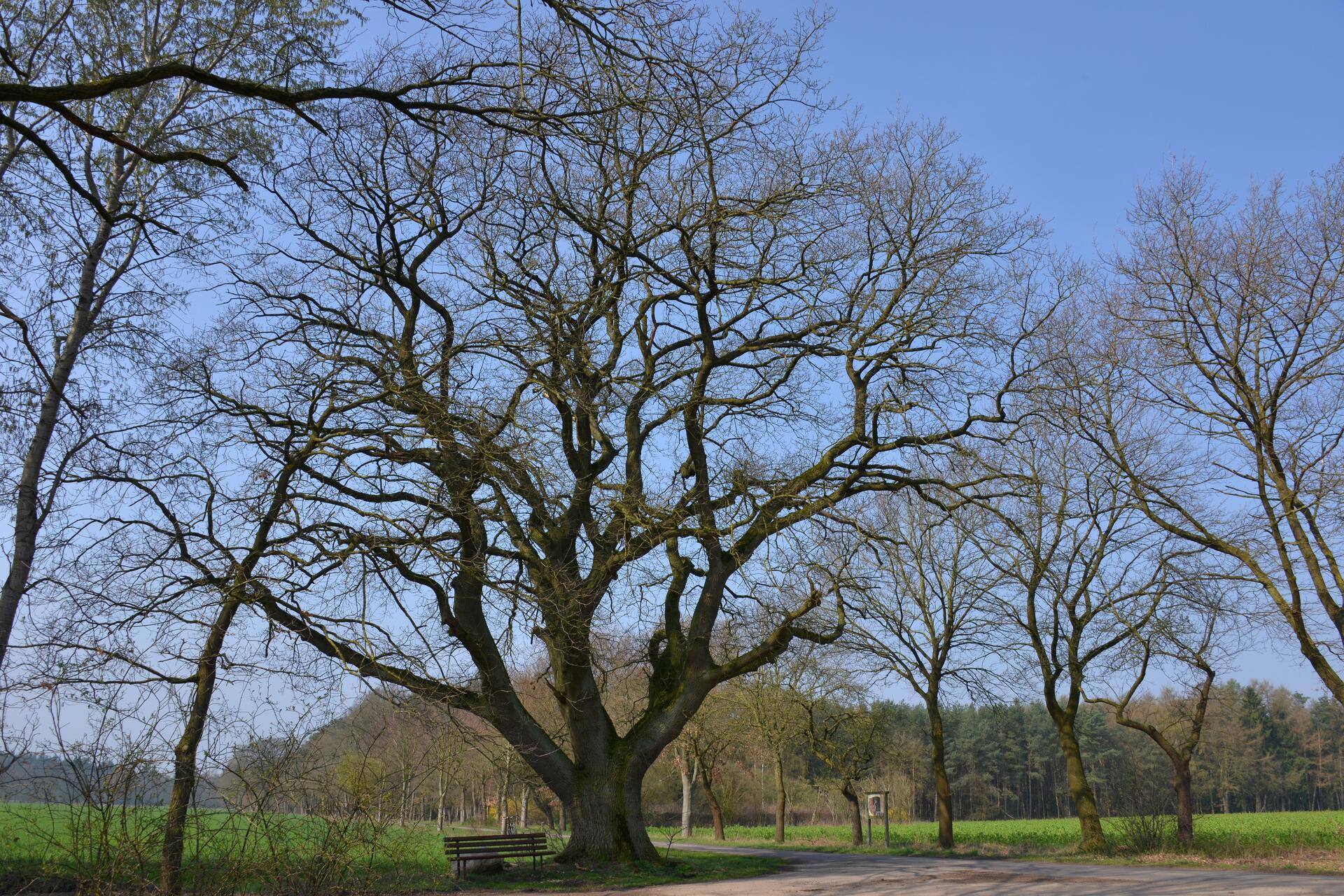 Stiel-Eiche mit Stammbrücke bei Hemslingen.