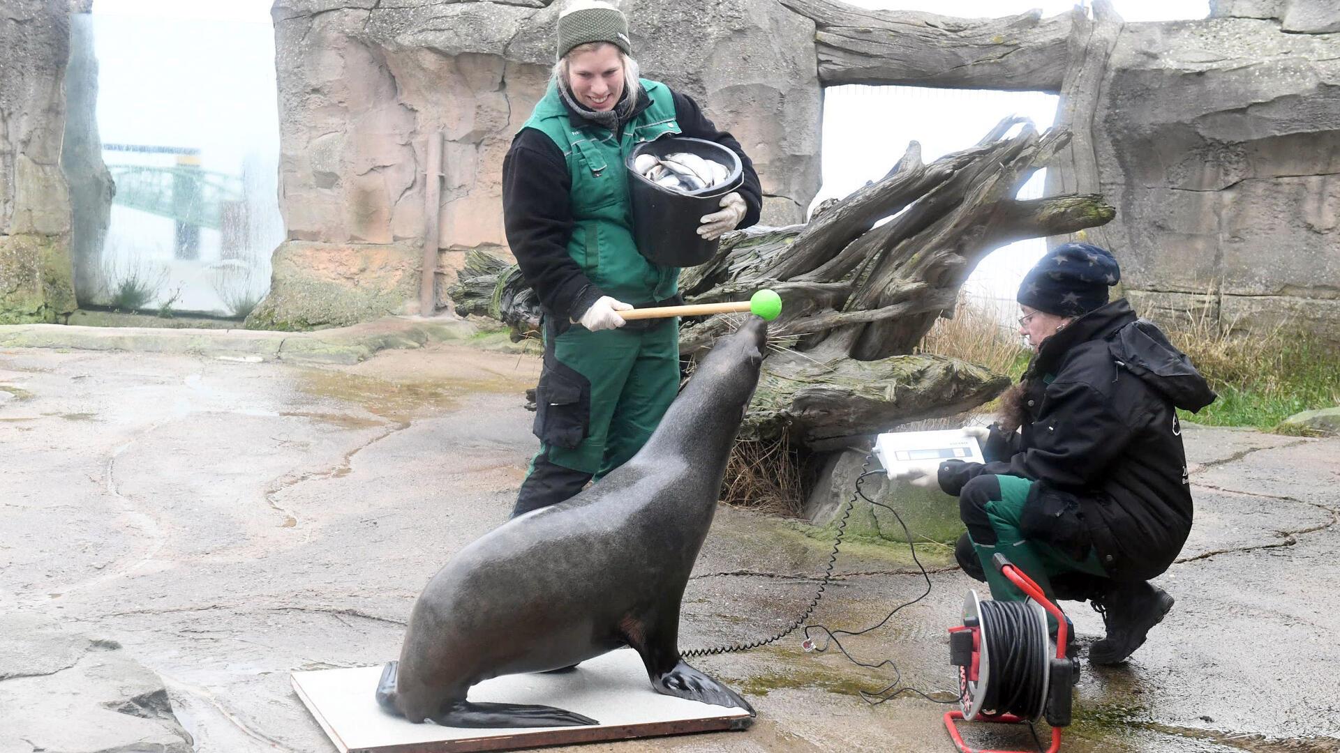 Ein Seebär wird mit Tricks und Futter auf die Waage gelockt.