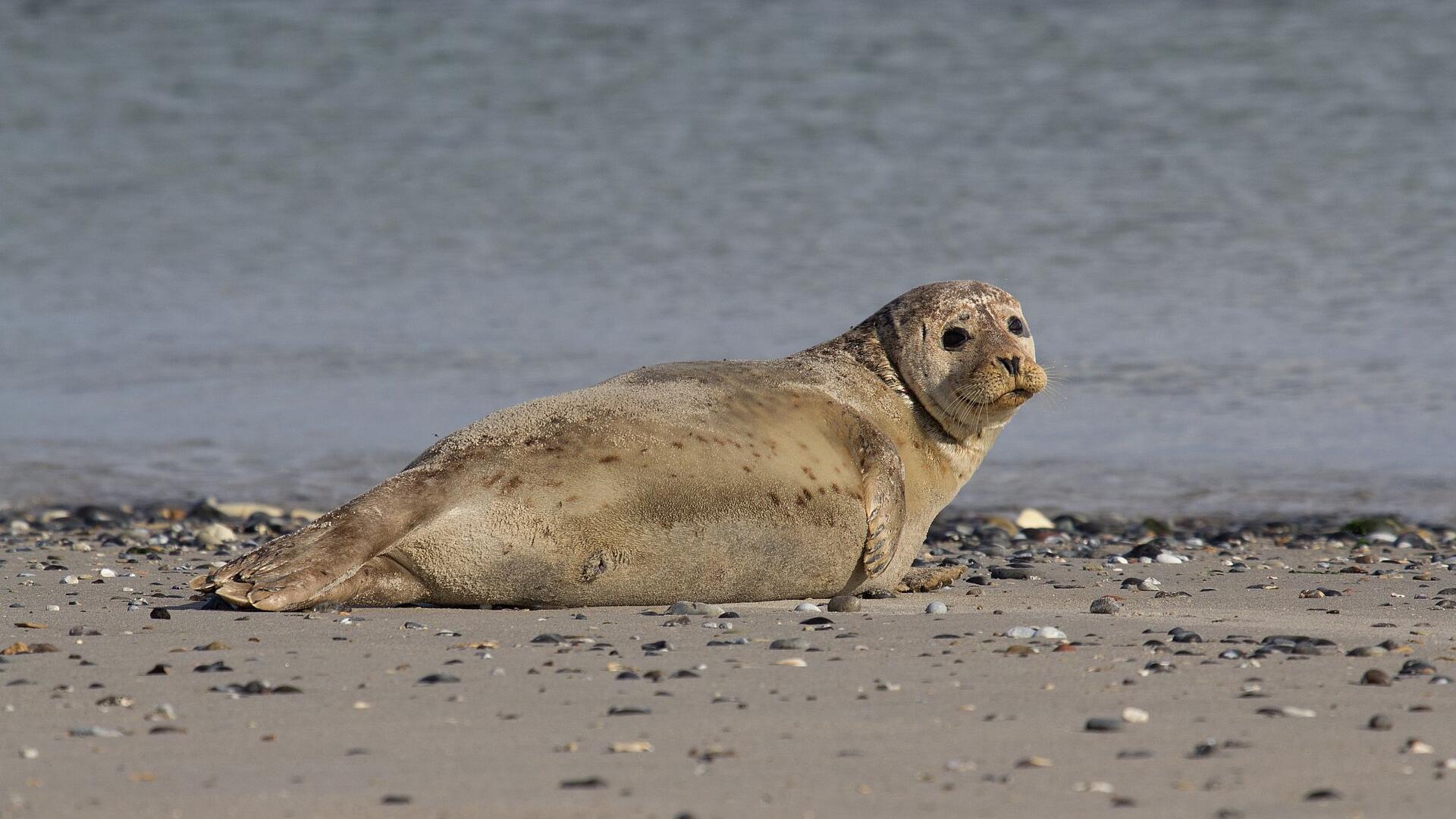 Ein Seehund liegt am Sandstrand und guckt in die Kamera. 