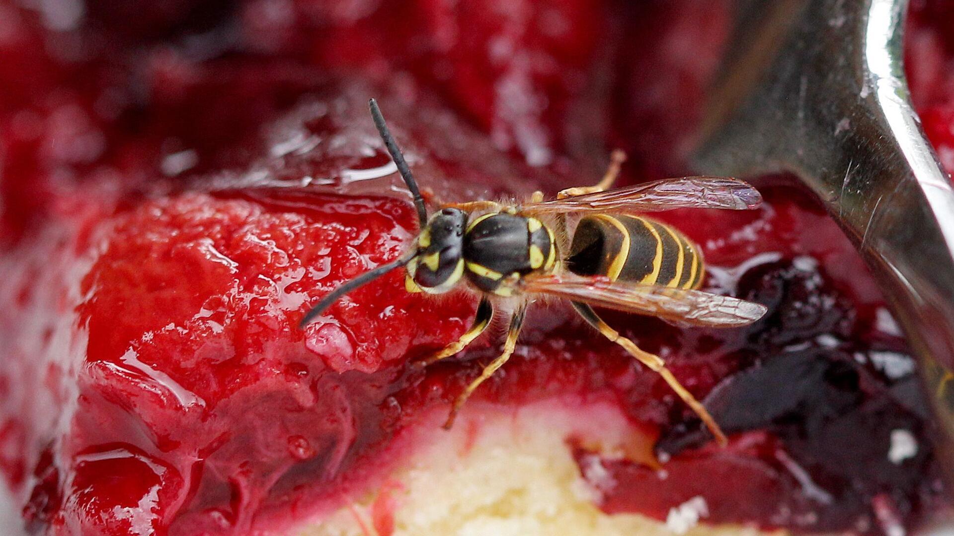 Eine Wespe auf einem roten Kuchen.