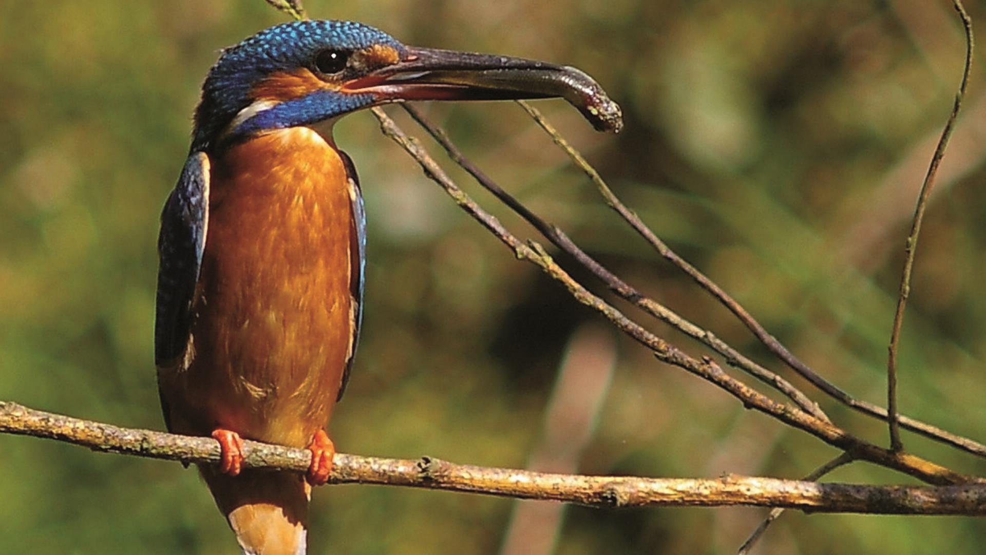 Ein kleiner Vogel in voller Farbpracht: „Eisvogel mit Beute“.