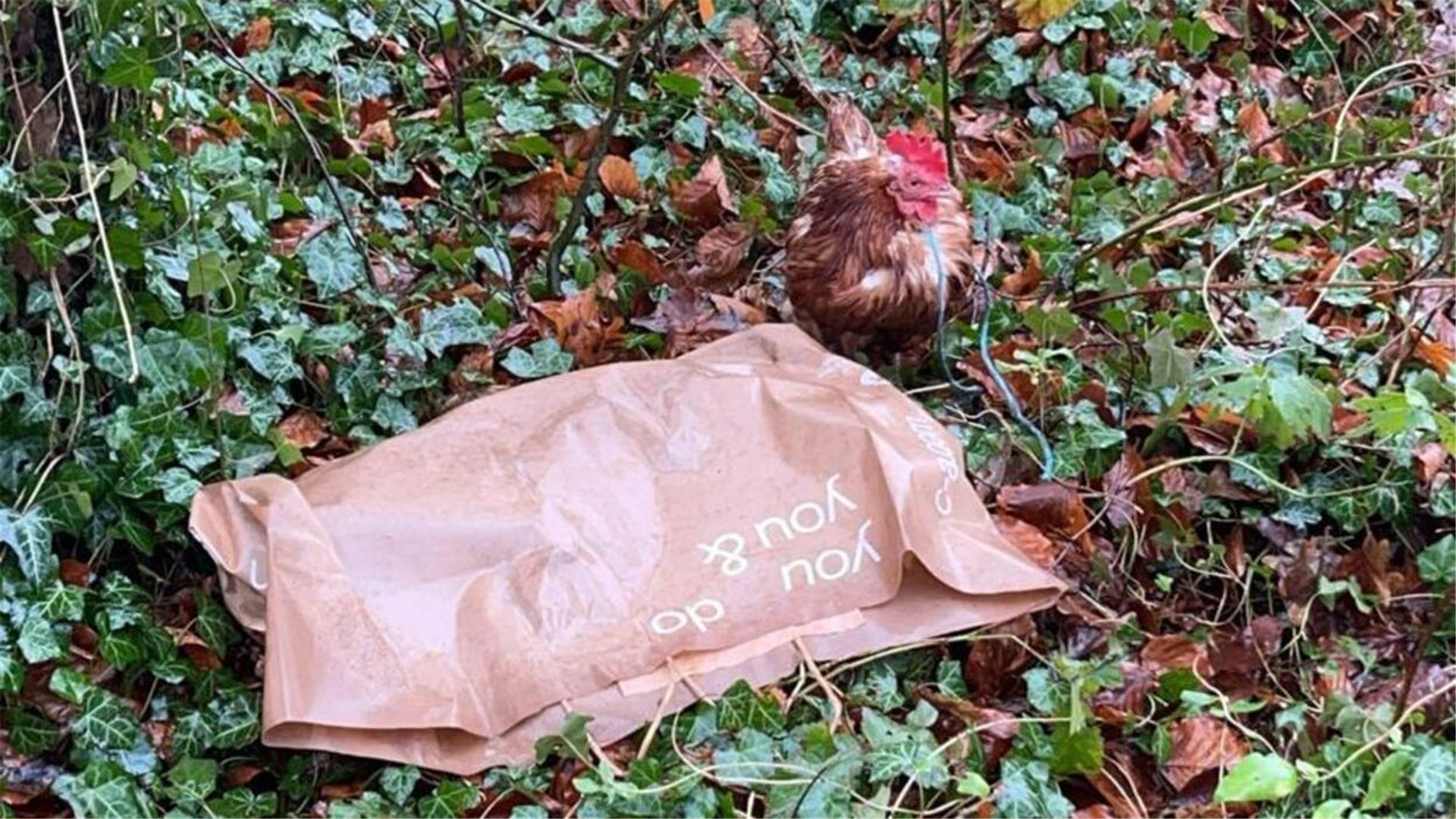 Ein lebendes Huhn ist an einen Hühnerkadaver angebunden aufgefunden worden. 