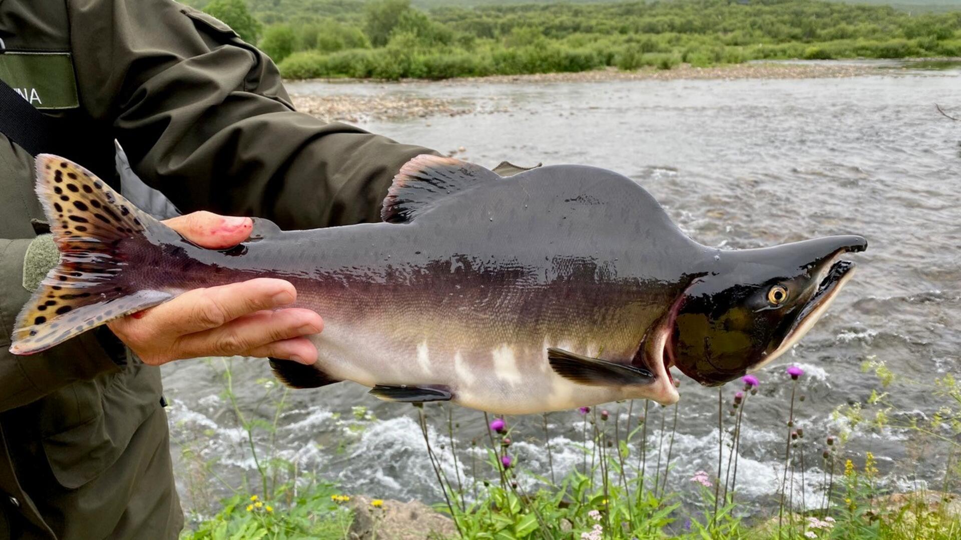 Ein Mann hat einen Fisch in der Hand