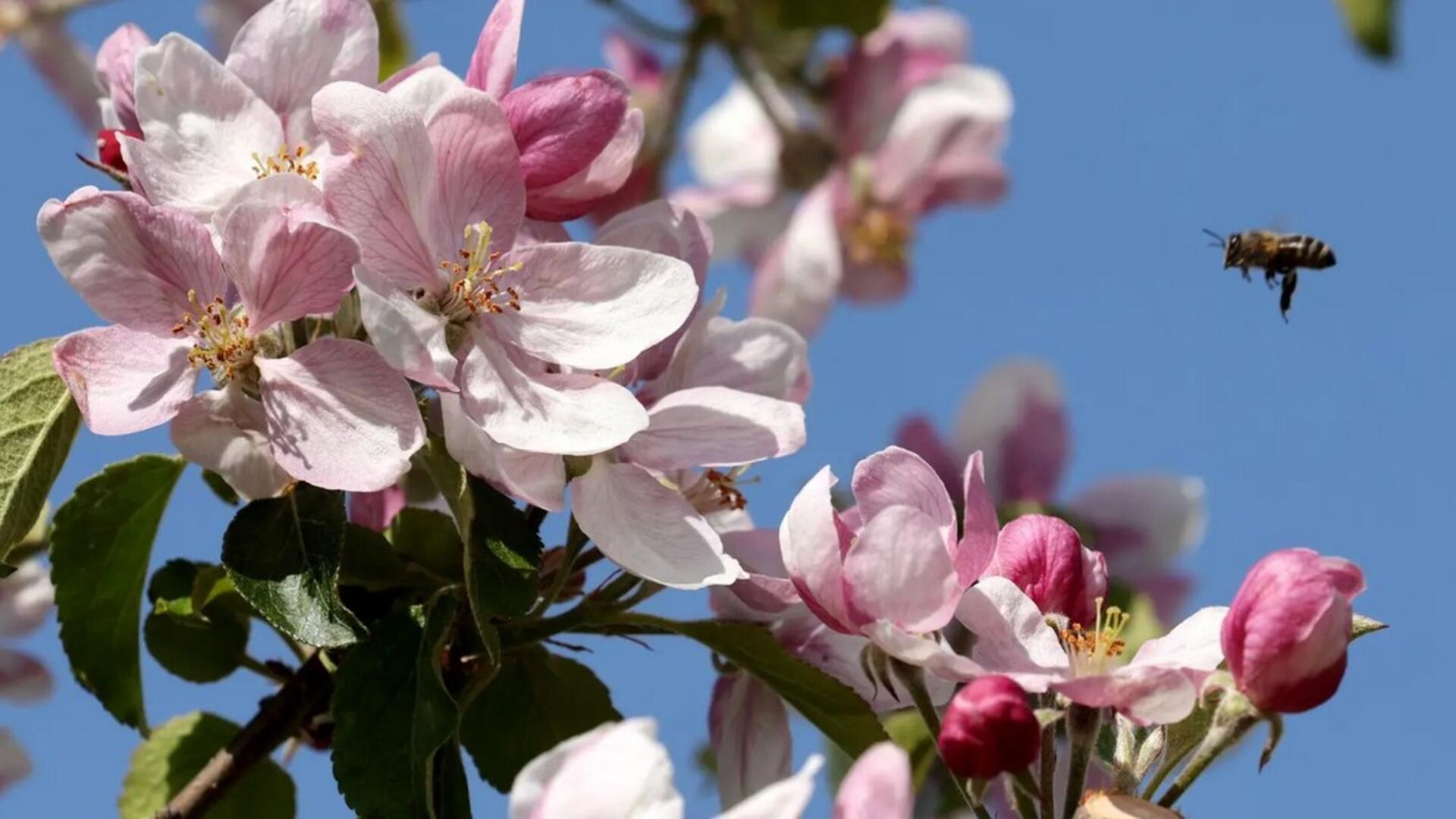 Eine Biene fliegt die Apfelblüten an. Mit dem Beginn der Apfelblüte startet der Frühsommer.