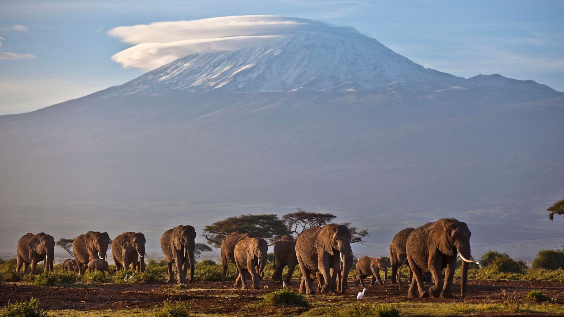 Eine Elefantenherde streift bei Sonnenaufgang im Amboseli-Nationalpark über eine Ebene.