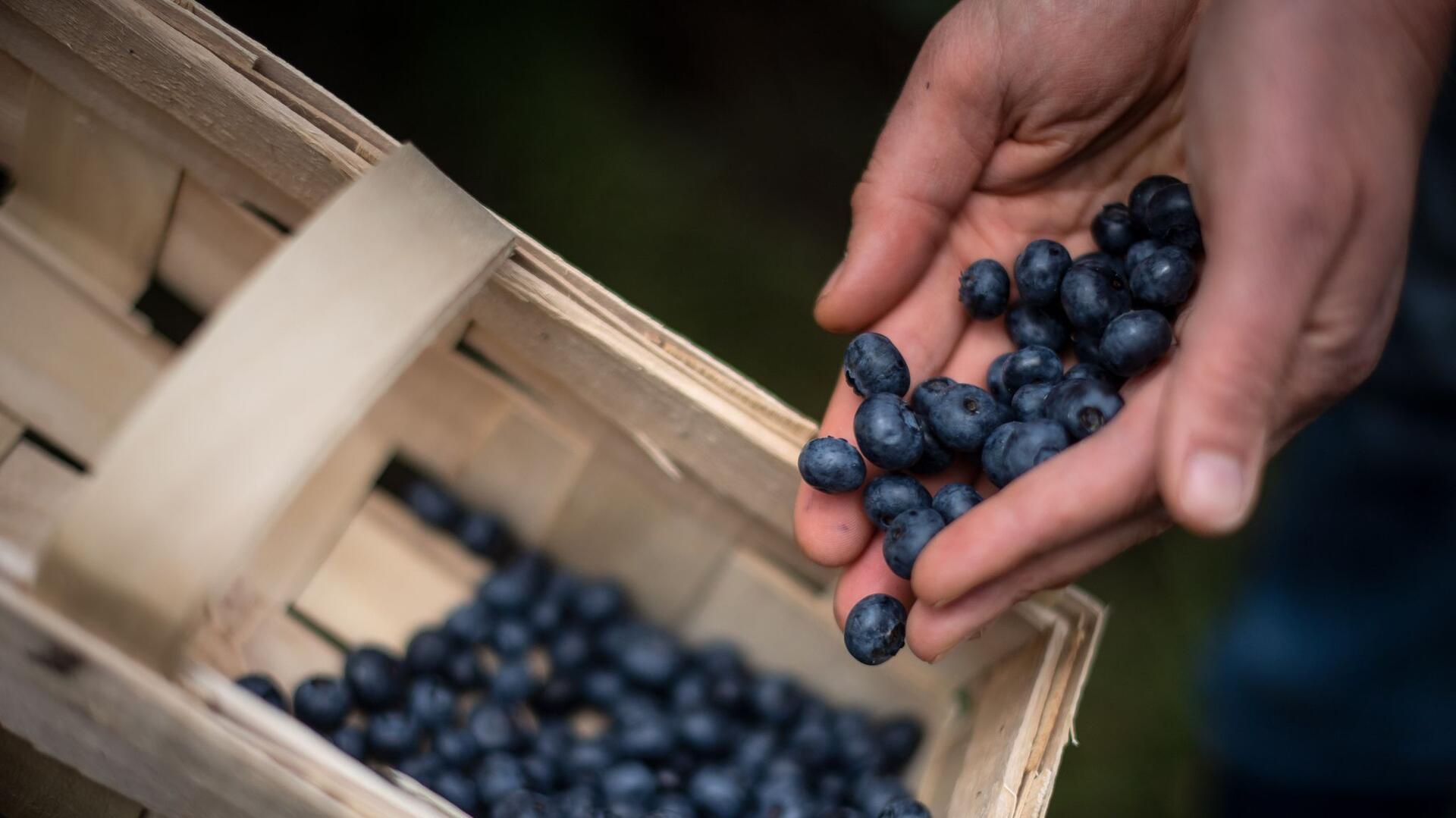 Eine Frau erntet Heidelbeeren auf einem Feld.