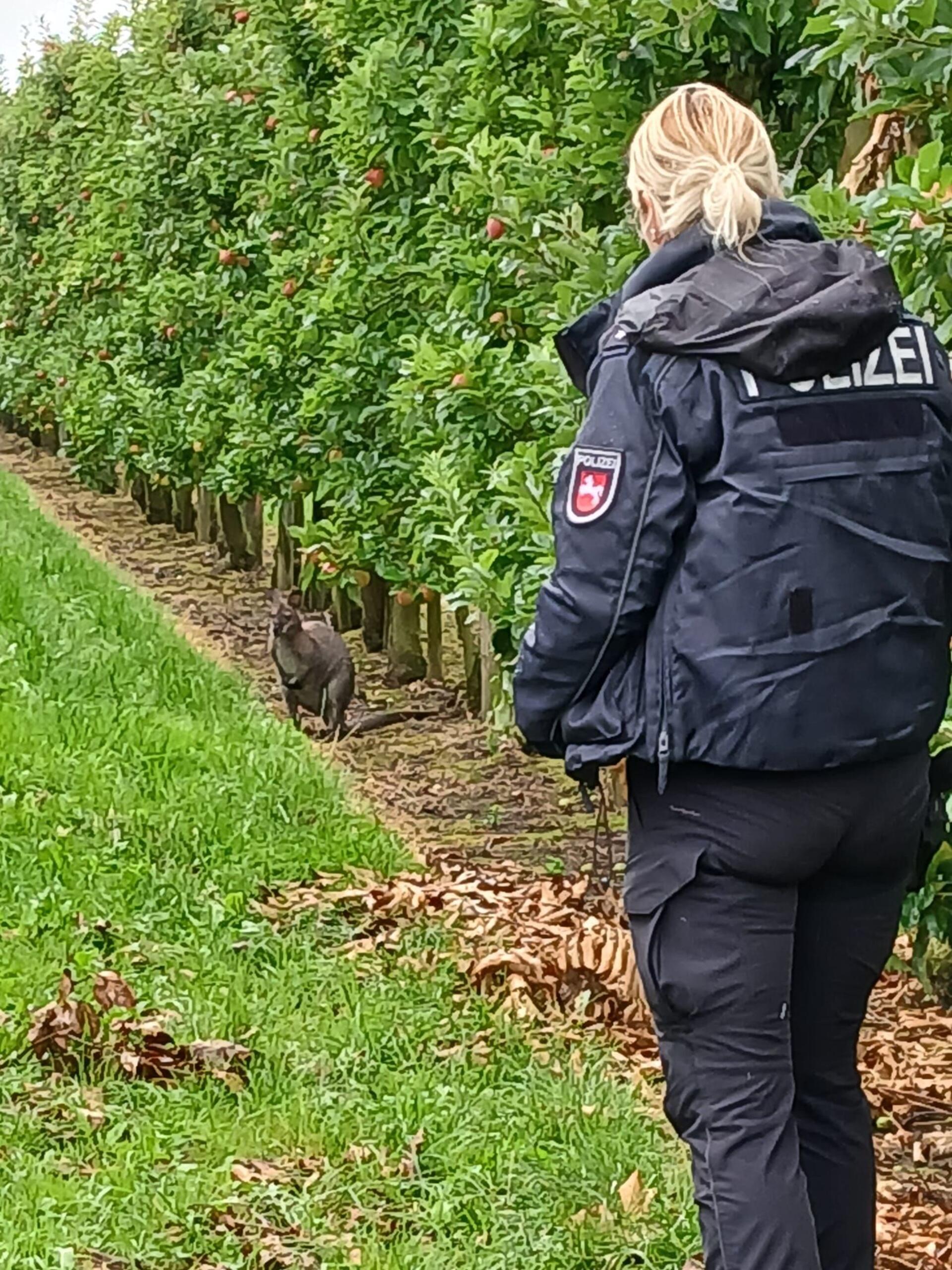 Eine Polizistin hat das Känguru in Doesemoor im Blick.