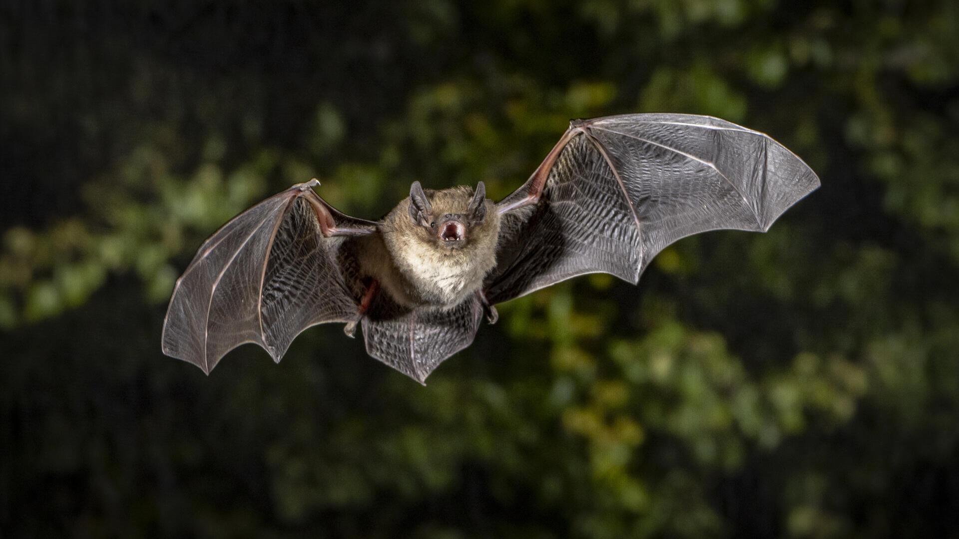 Eine Rauhhautfledermaus auf der Jagd nach Insekten.