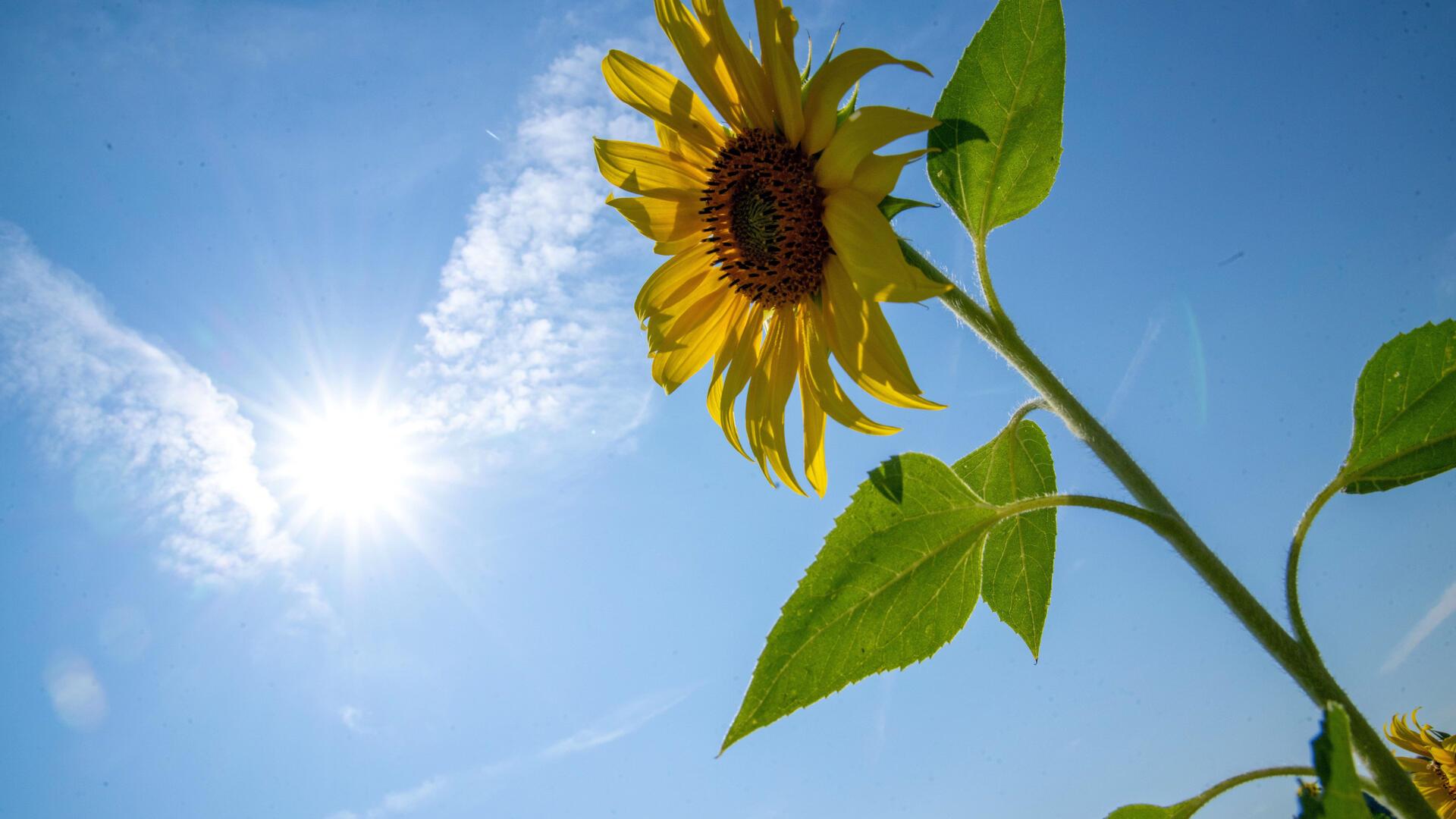 Eine Sonnenblume reckt ihre Blüte der Sonne entgegen. In den nächsten Tagen sind durchaus Temperaturen bis an die 30 Grad möglich.