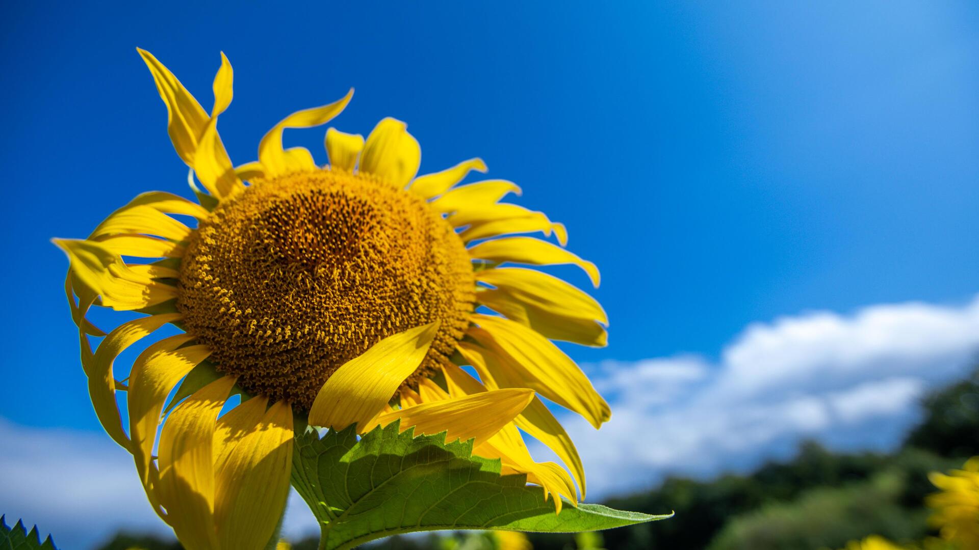 Eine Sonnenblume steht auf einem Acker. Laut BZ-Wetterexperte Reinhard Zakrzewski hält das schöne Wetter noch einige Tage an.